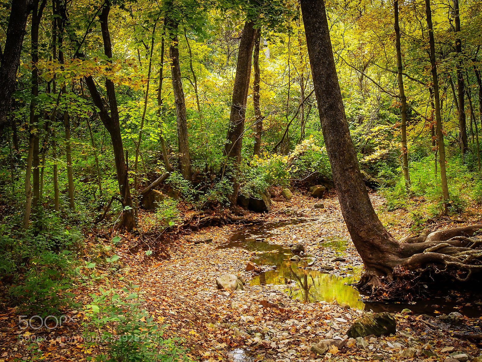 Olympus OM-D E-M5 sample photo. Little stream photography