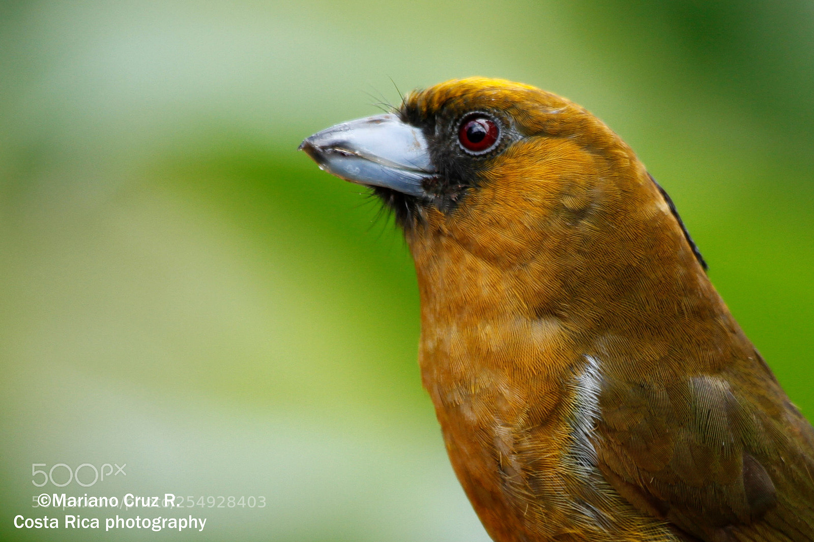 Canon EOS 7D sample photo. Prong-billed barbet photography