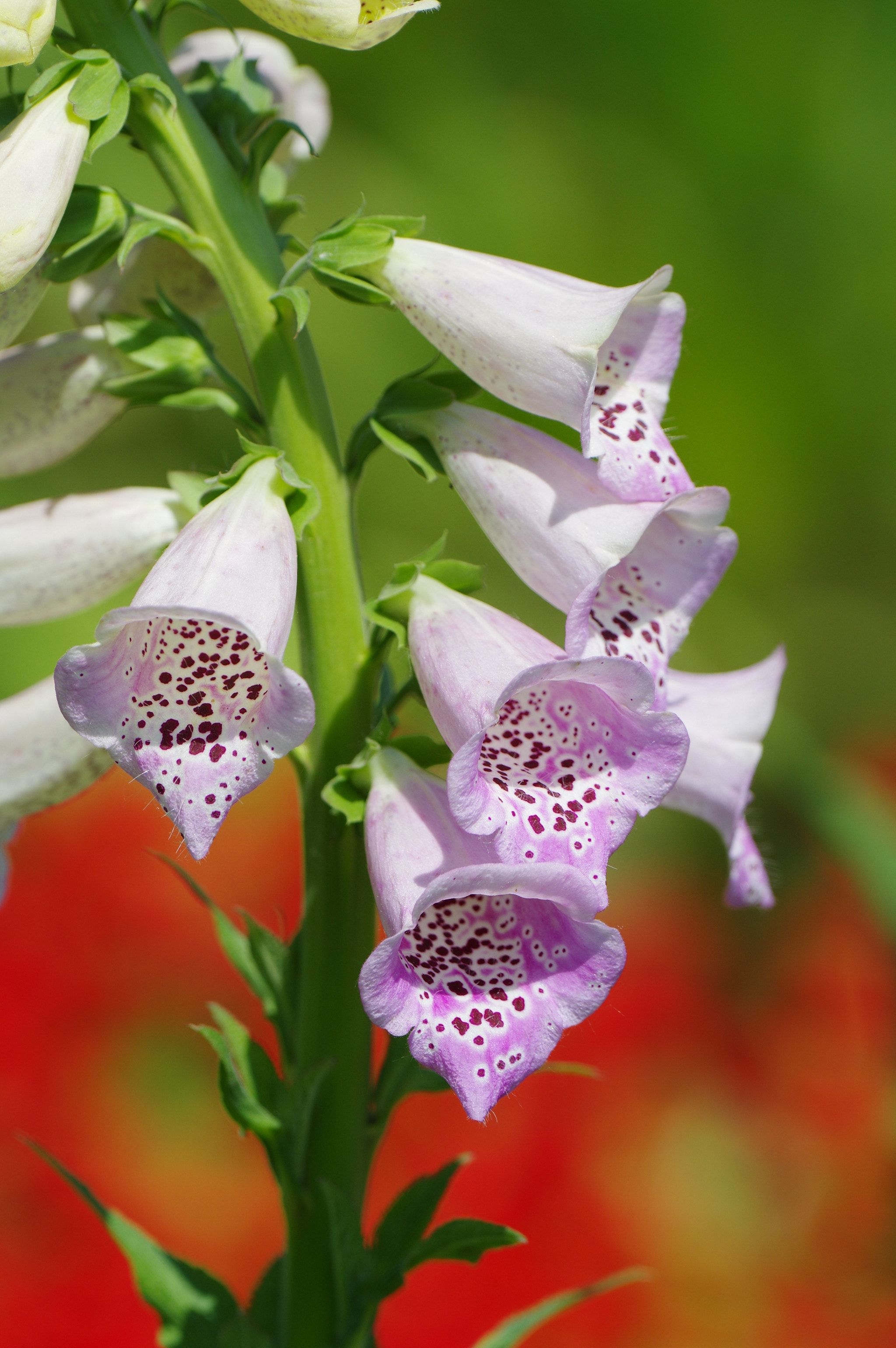 Pentax K-3 II sample photo. Flowers in chinese garden photography