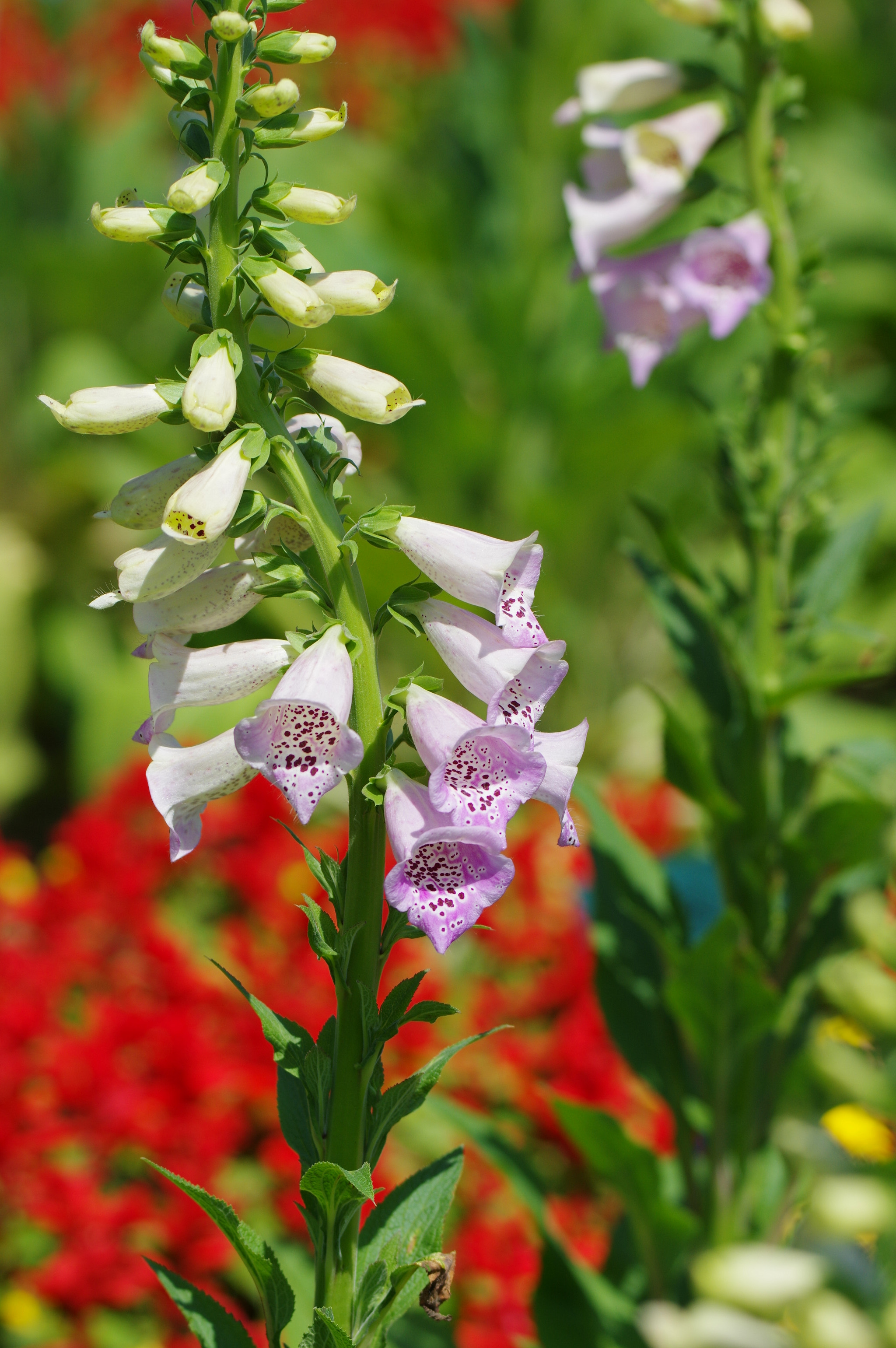 Pentax K-3 II sample photo. Flowers in chinese garden photography