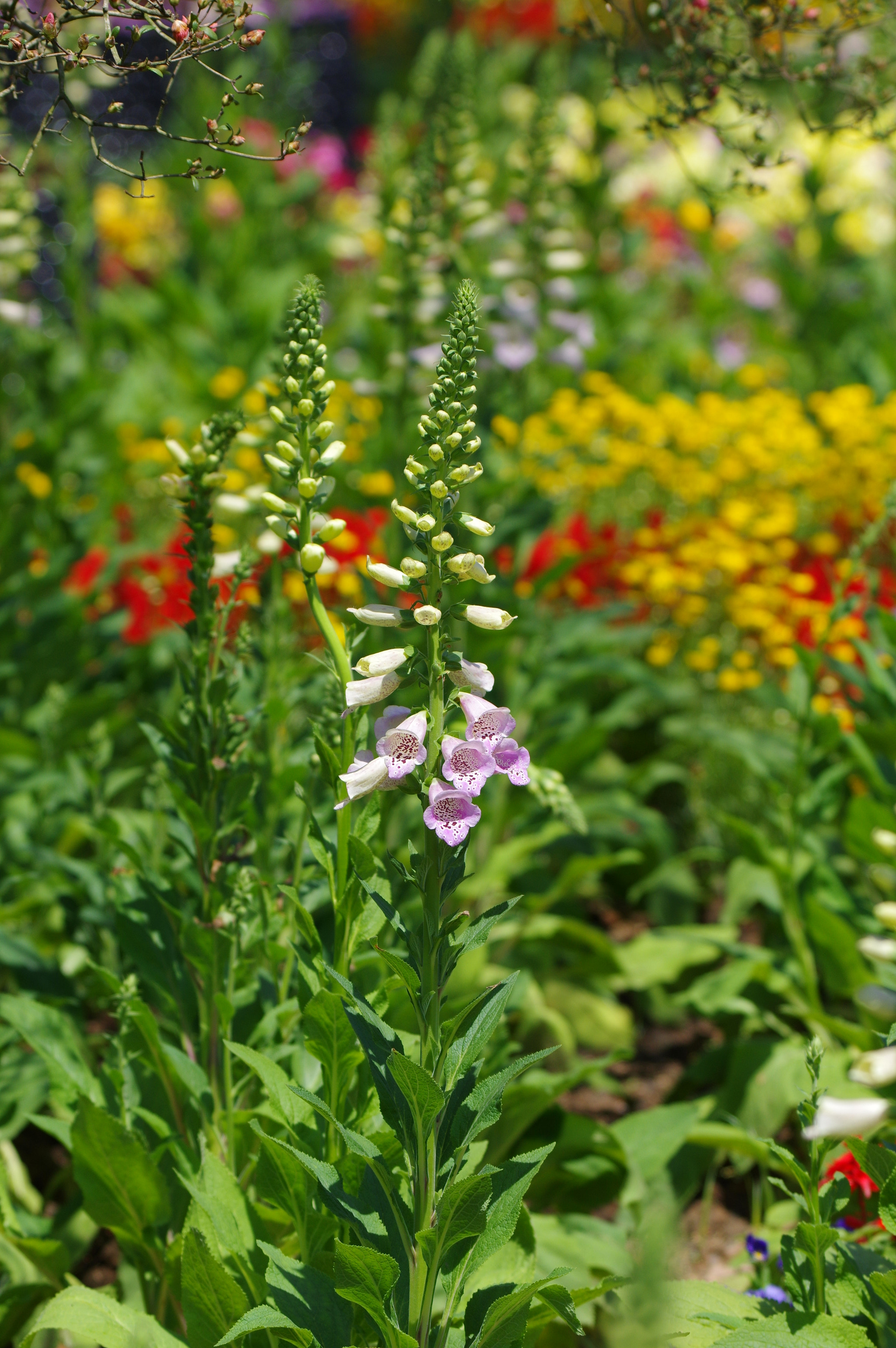 Pentax K-3 II sample photo. Flowers in chinese garden photography