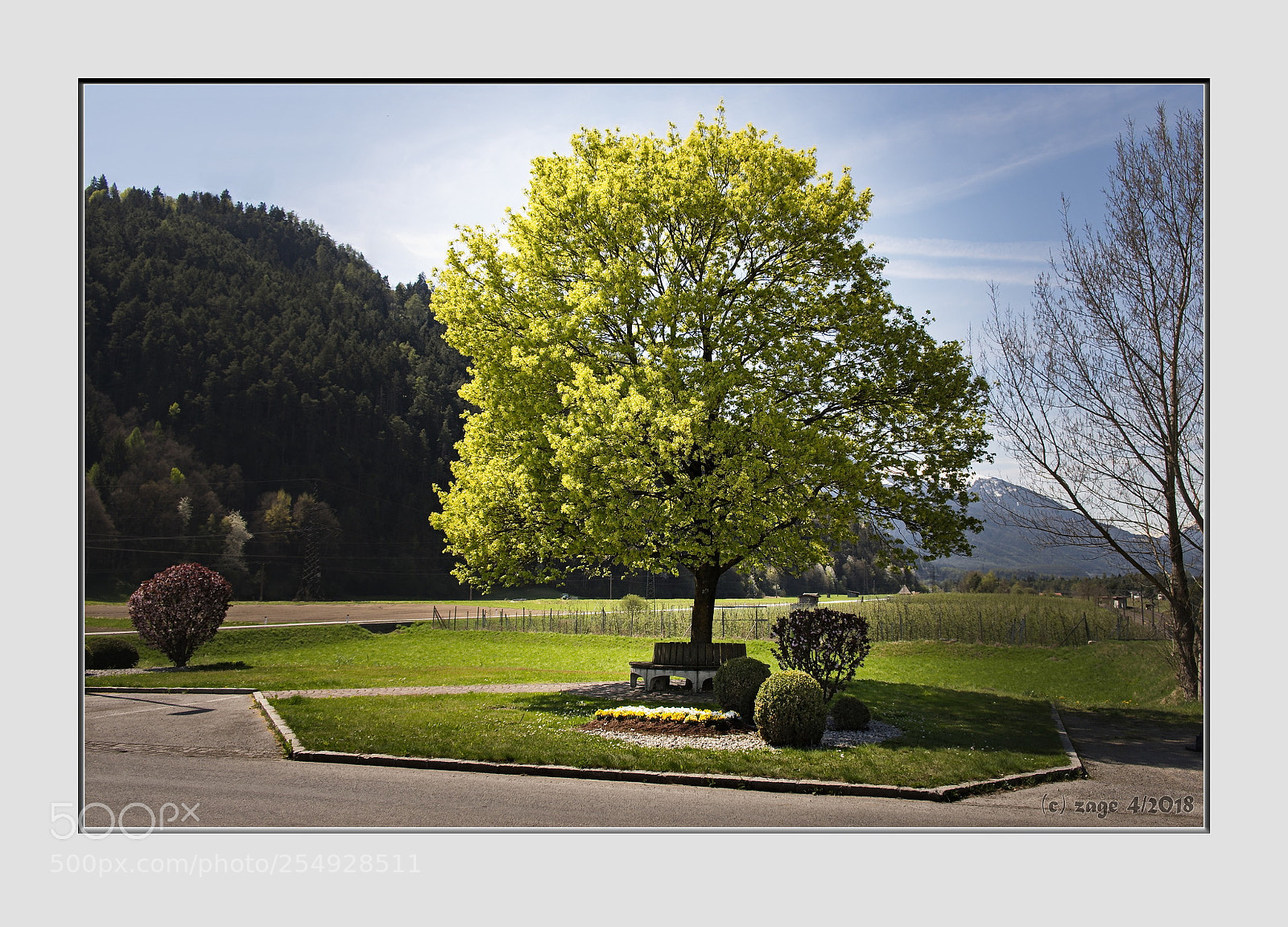 Fujifilm X-T20 sample photo. Baum an der stlichen photography