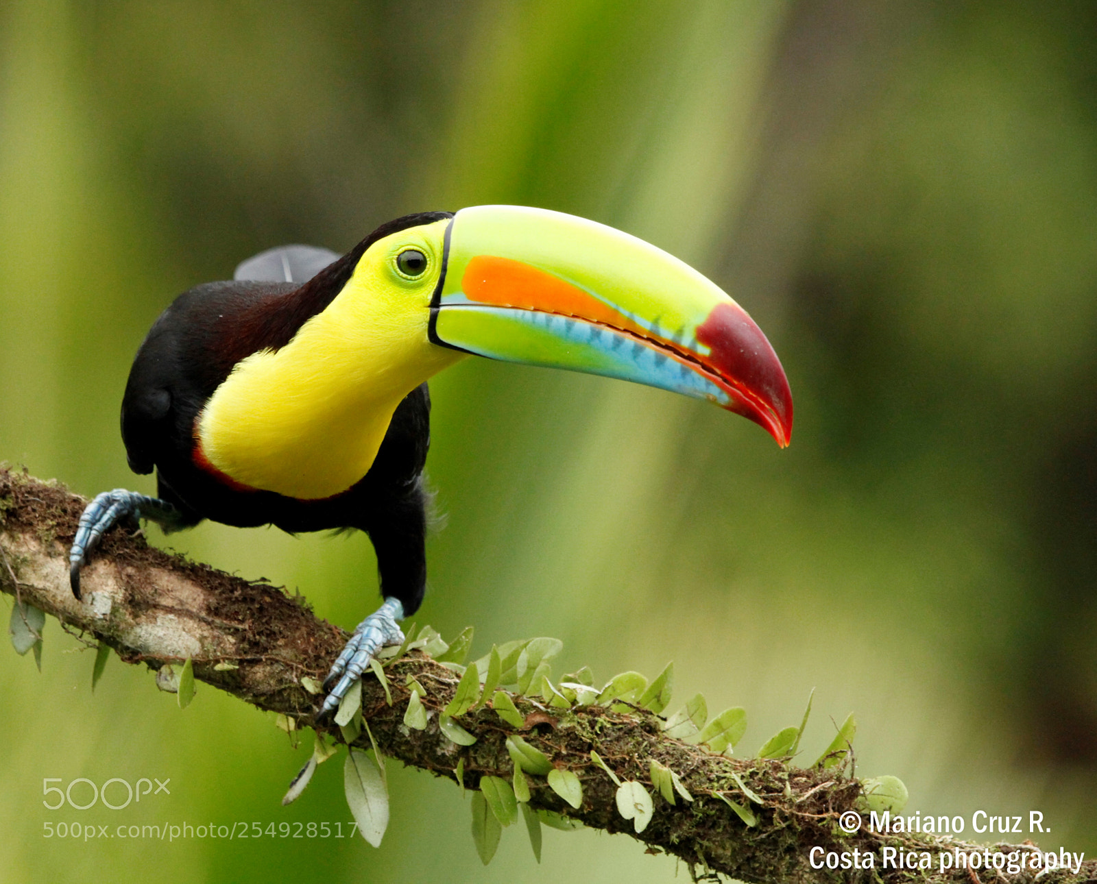 Canon EOS 7D sample photo. Keel-billed toucan photography