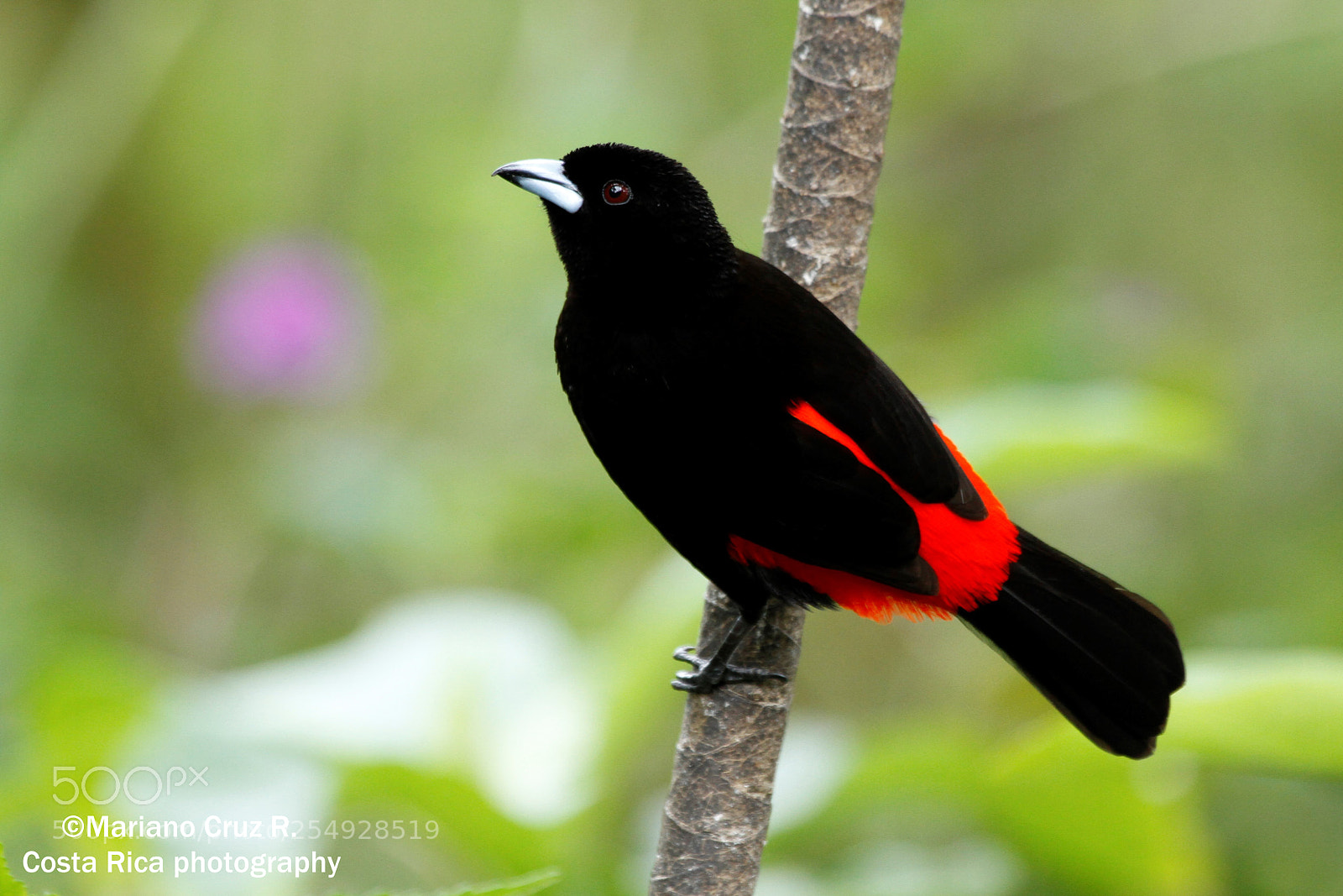 Canon EOS 7D sample photo. Passerini's tanager (male) photography