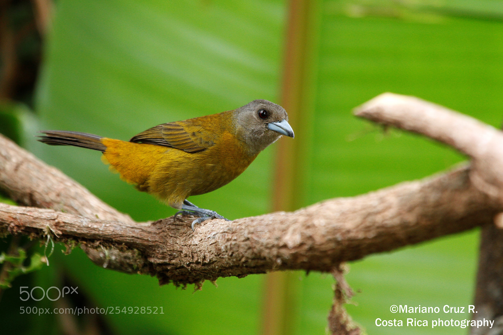 Canon EOS 7D sample photo. Passerini's tanager  ( female) photography