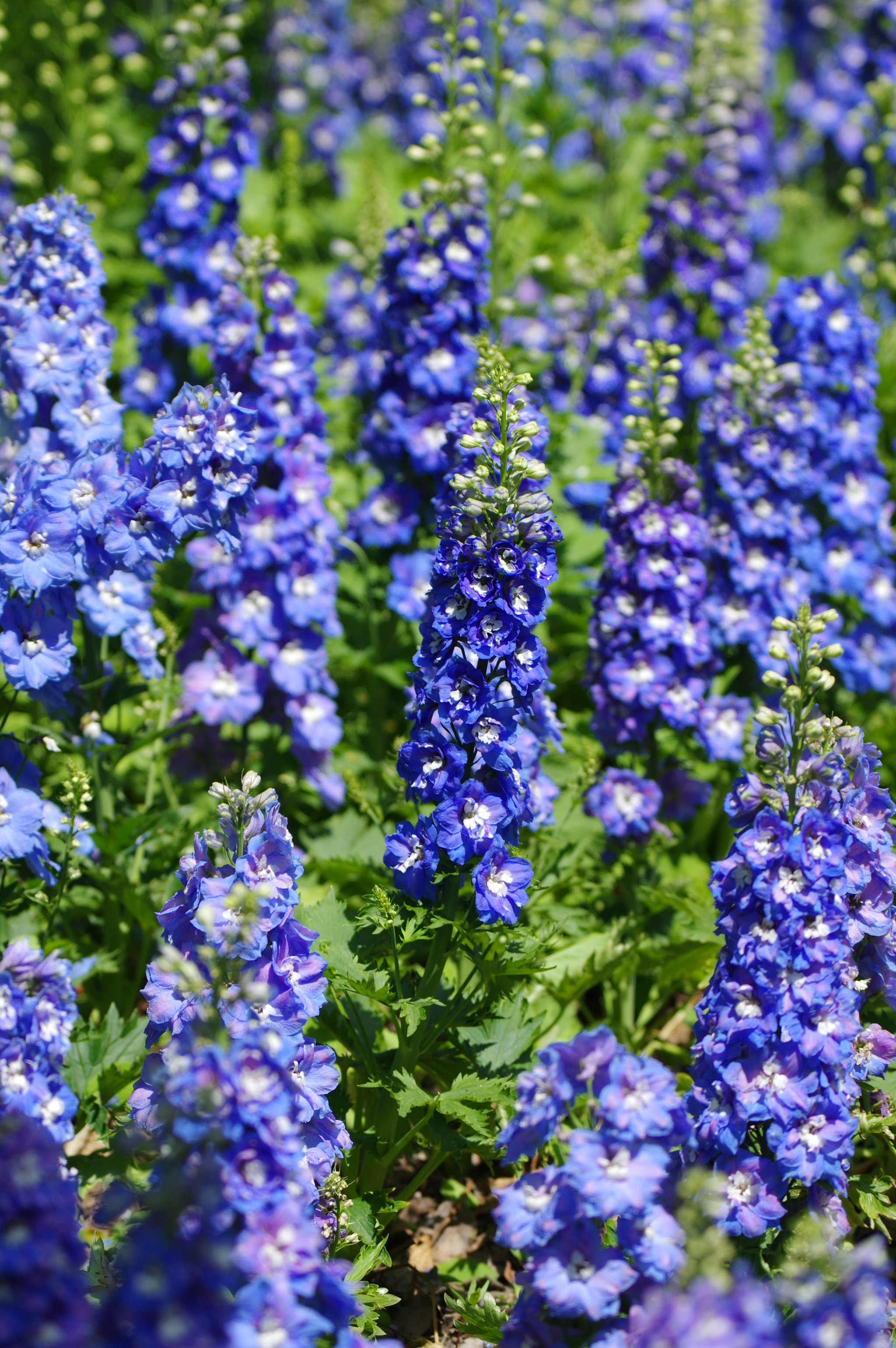 Pentax K-3 II sample photo. Flowers in chinese garden photography