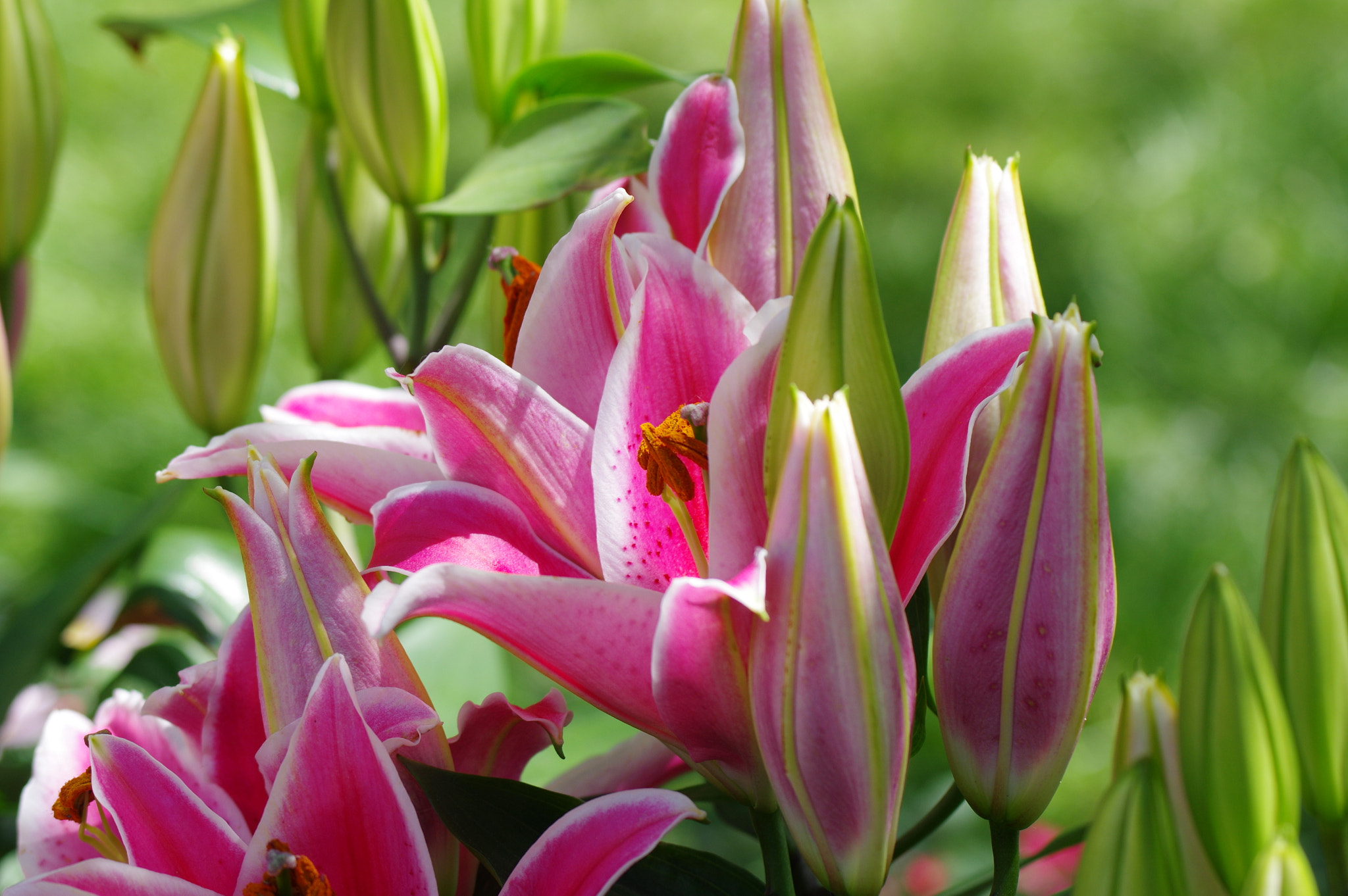 Pentax K-3 II sample photo. Flowers in chinese garden photography