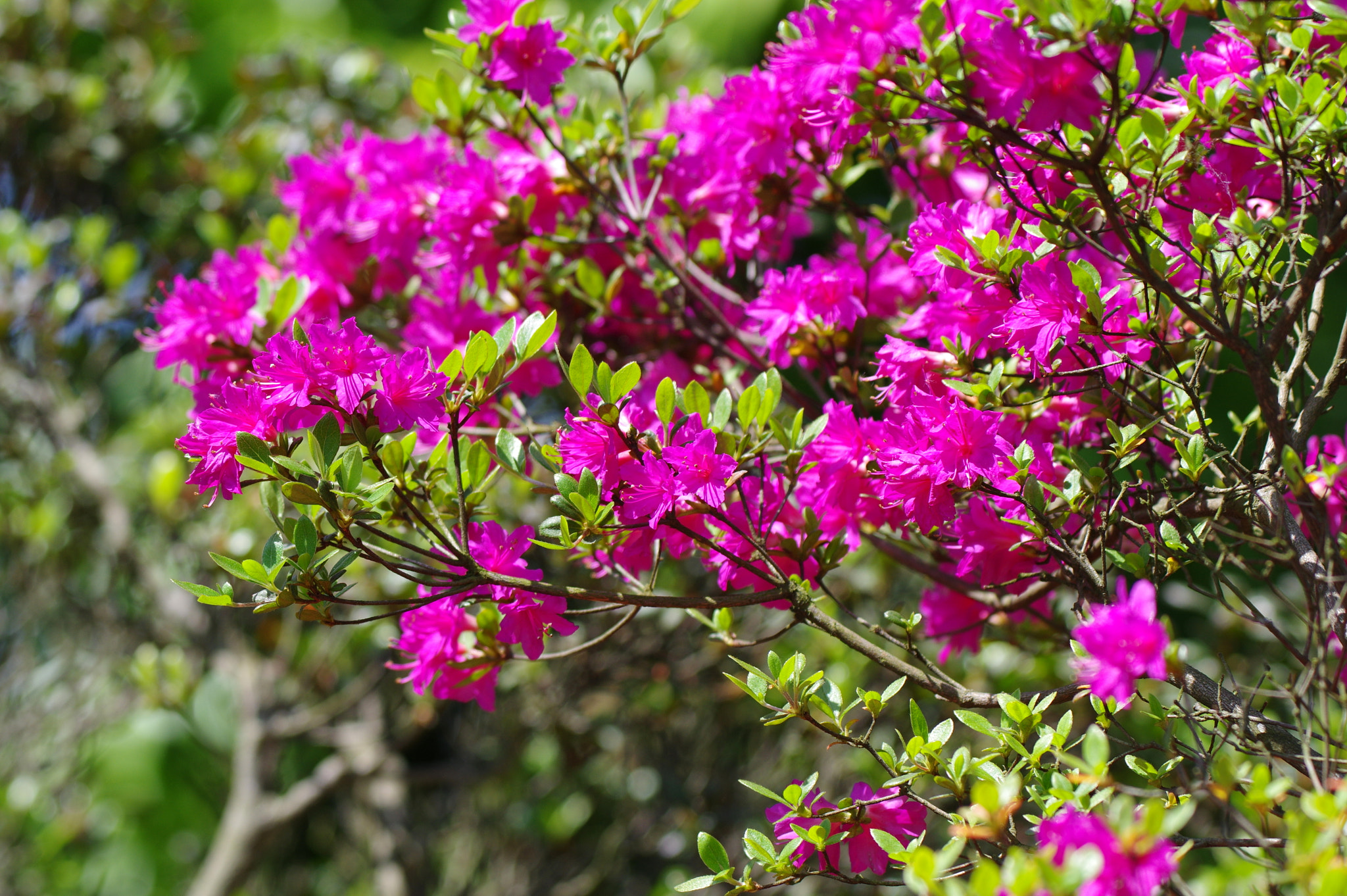 Pentax K-3 II sample photo. Flowers in chinese garden photography
