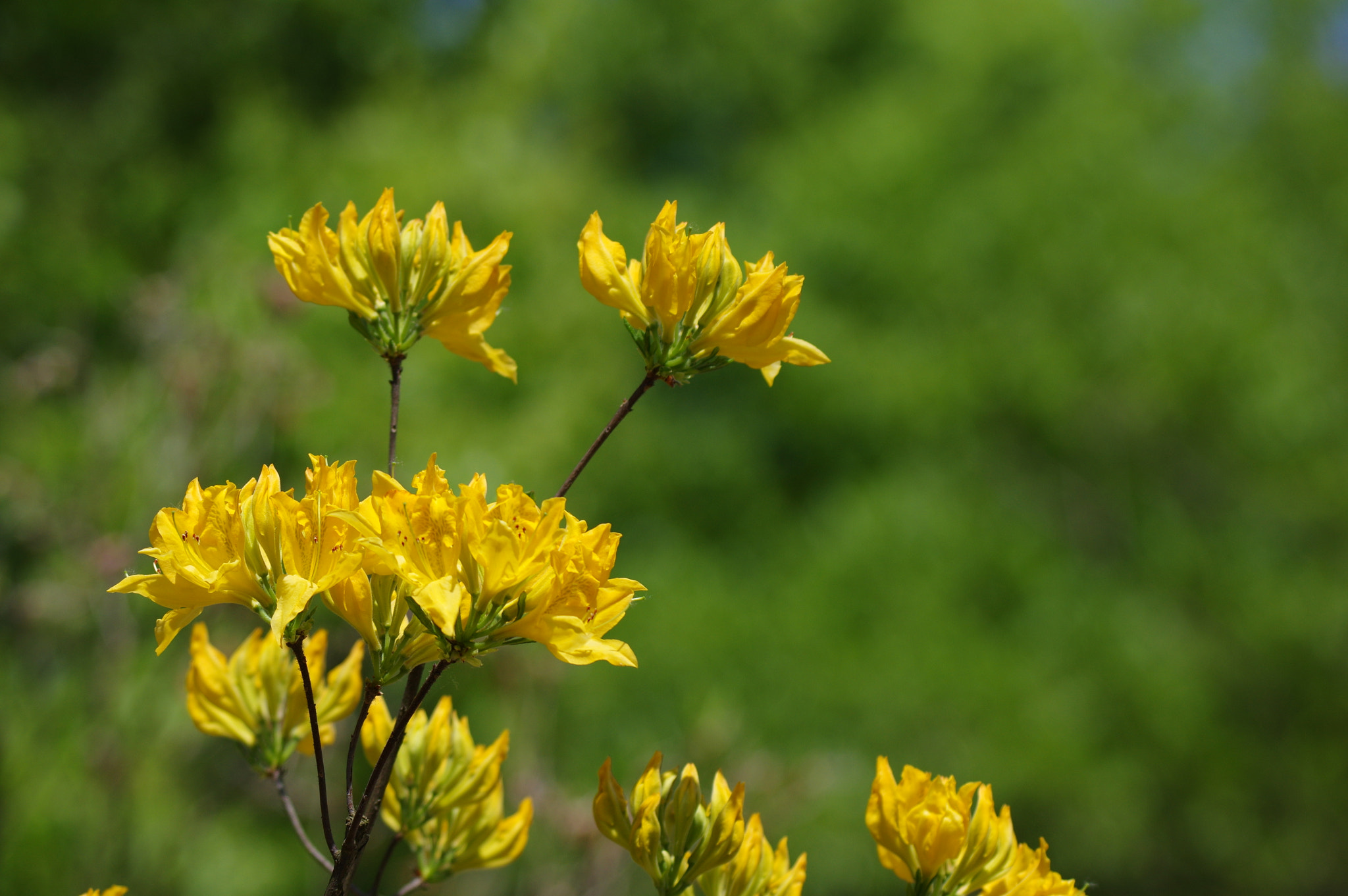 Pentax K-3 II sample photo. Flowers in chinese garden photography