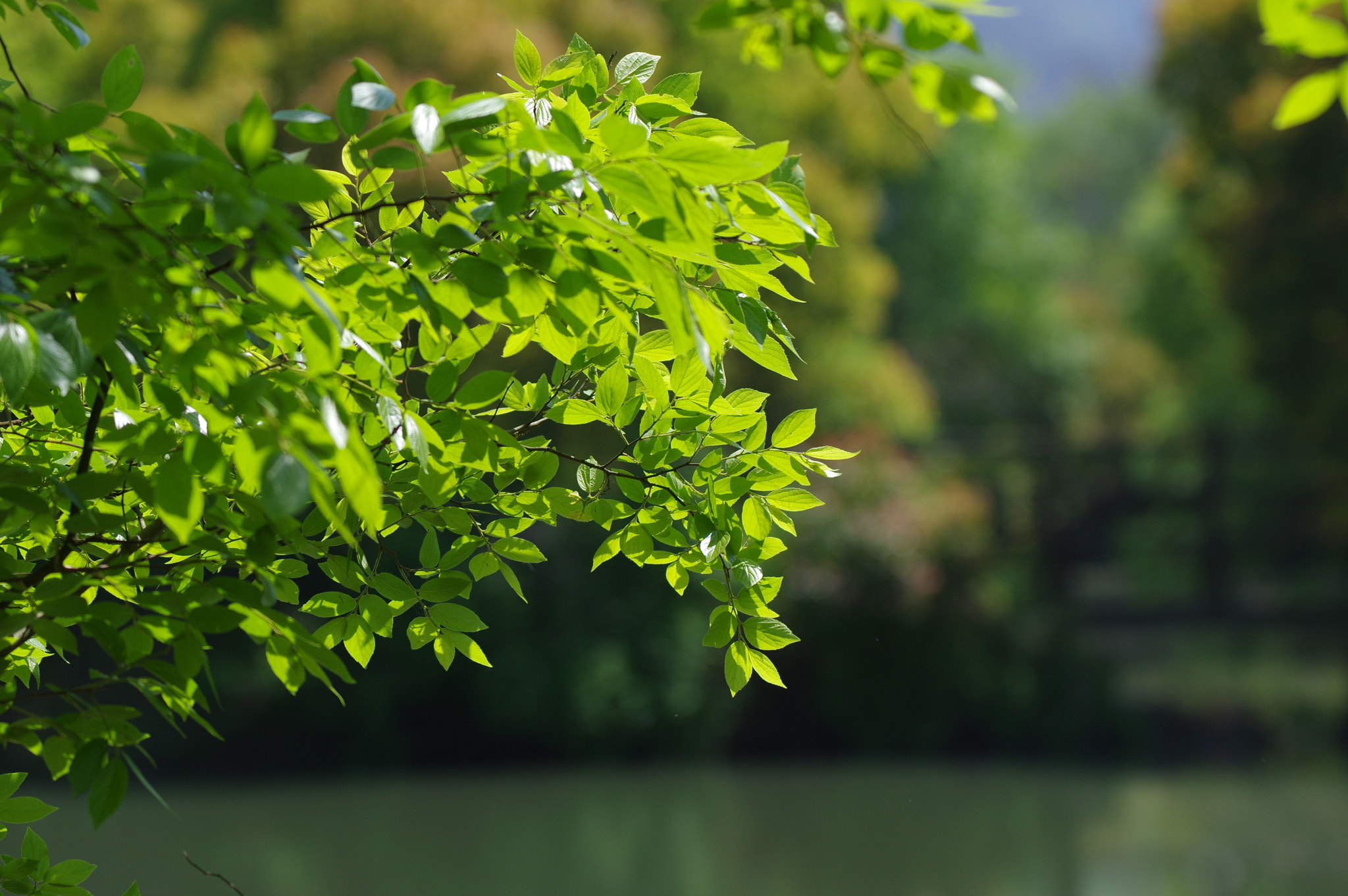 Pentax K-3 II sample photo. Chinese garden photography