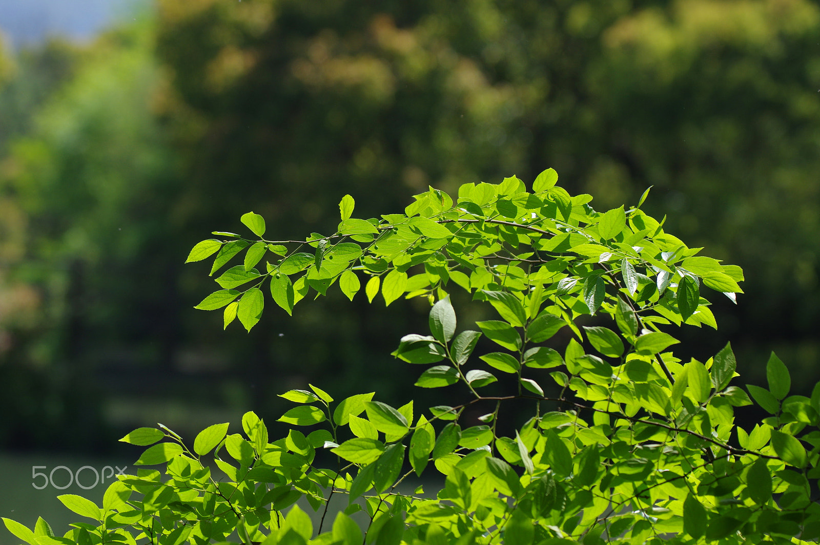 Pentax K-3 II sample photo. Chinese garden photography