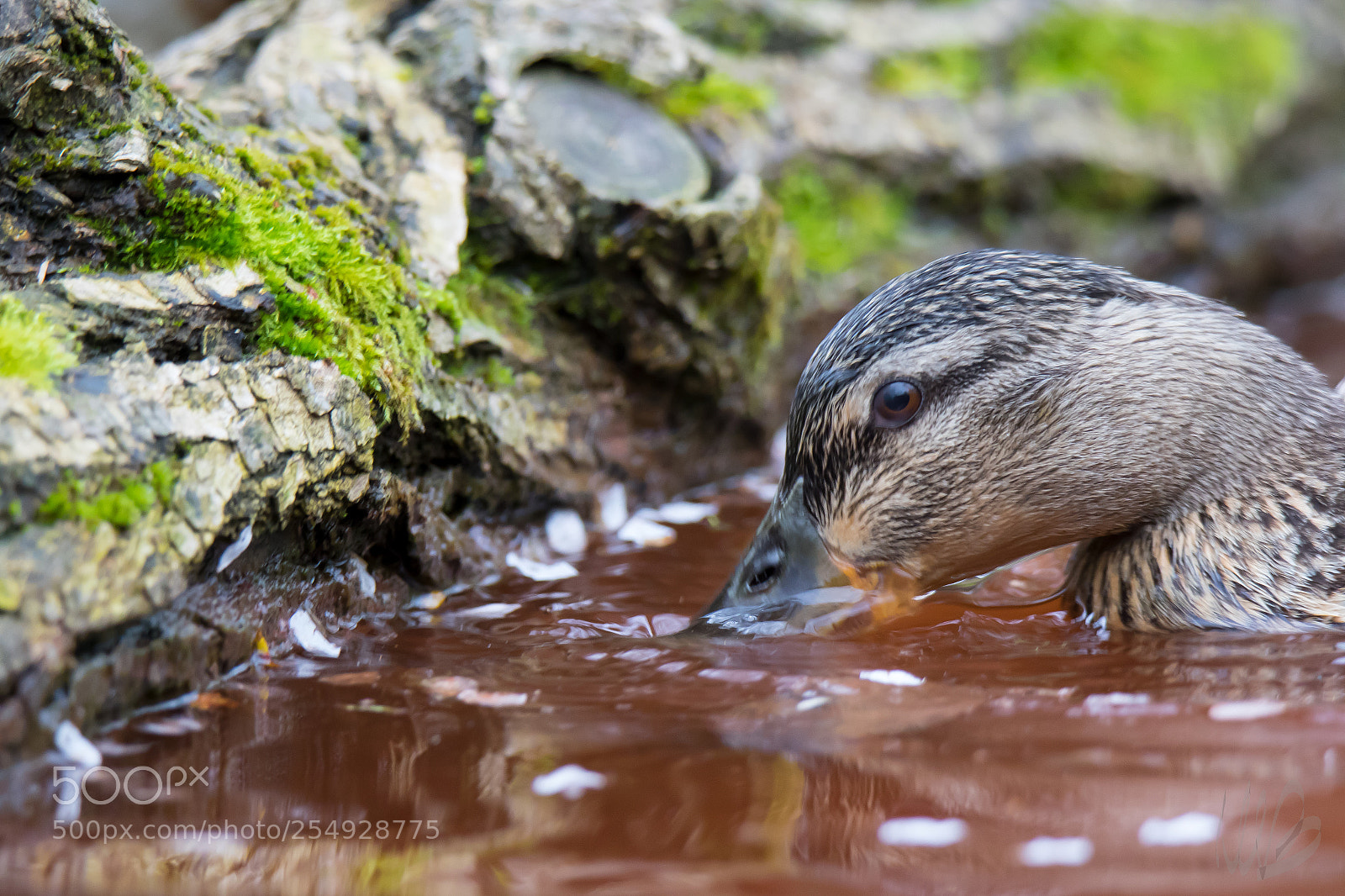 Canon EOS 7D Mark II sample photo. 430a8834_2.jpg photography