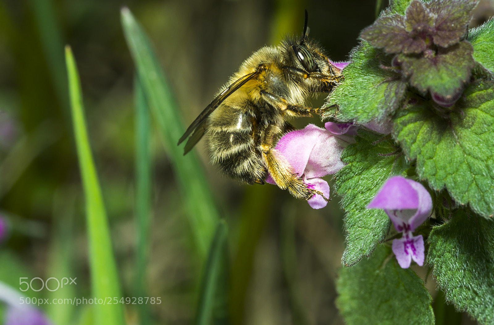 Sony a6000 sample photo. Bee 73 photography