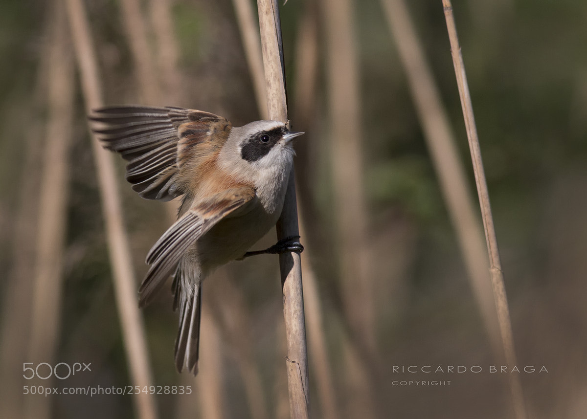 Canon EOS 70D sample photo. Remiz pendulinus photography