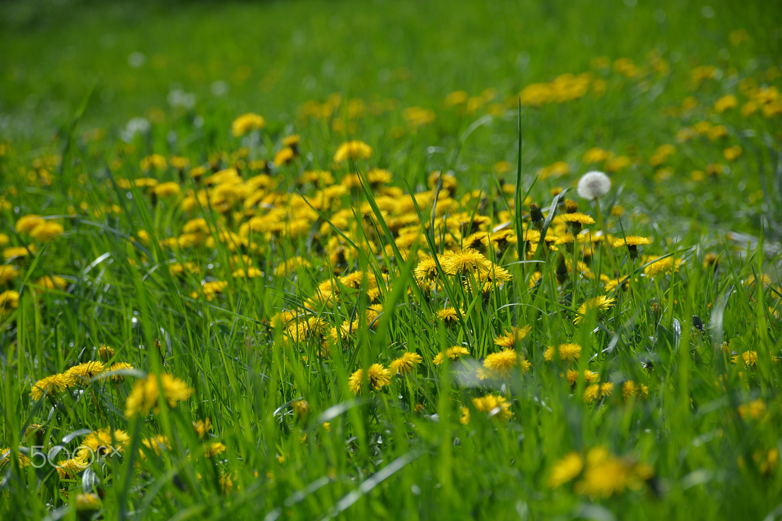 Nikon D5200 sample photo. Dandelions photography