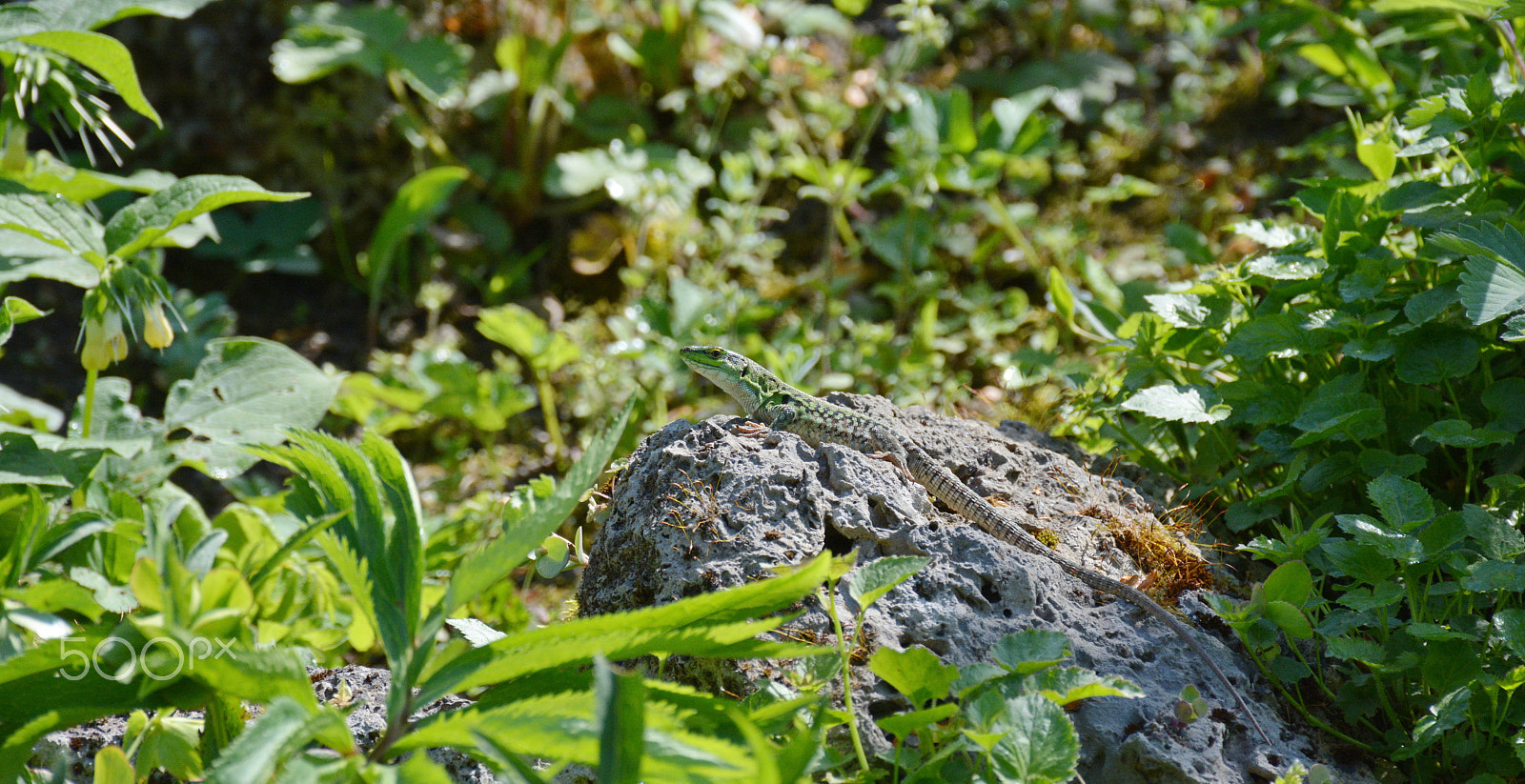 Nikon D5200 sample photo. Green lizard photography