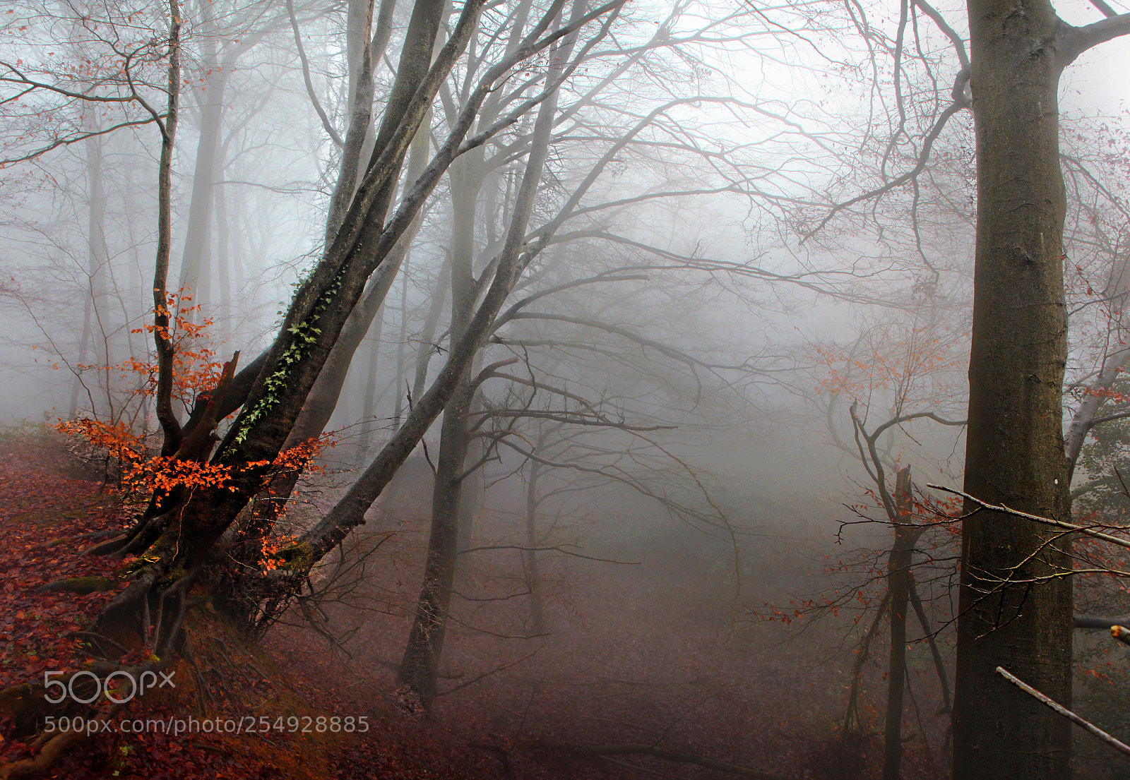 Canon EOS 5D Mark II sample photo. Into the misty woods photography