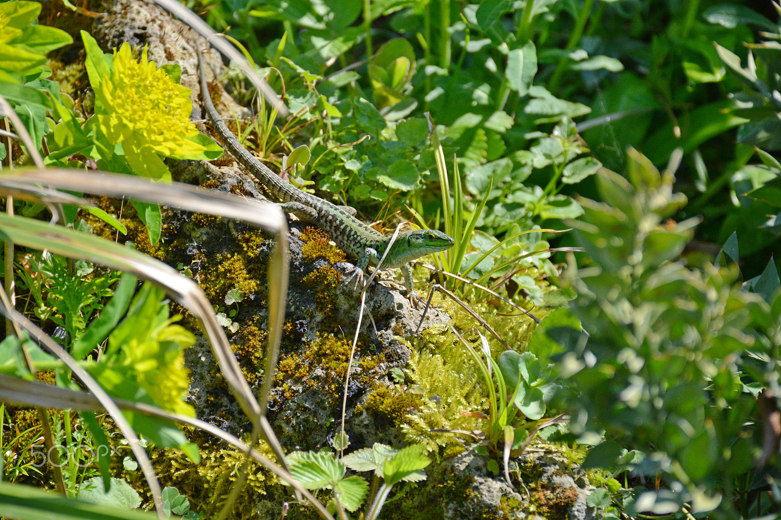 Nikon D5200 sample photo. Lizard photography