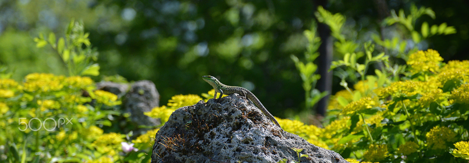 Nikon D5200 sample photo. Lizard king of the hill photography