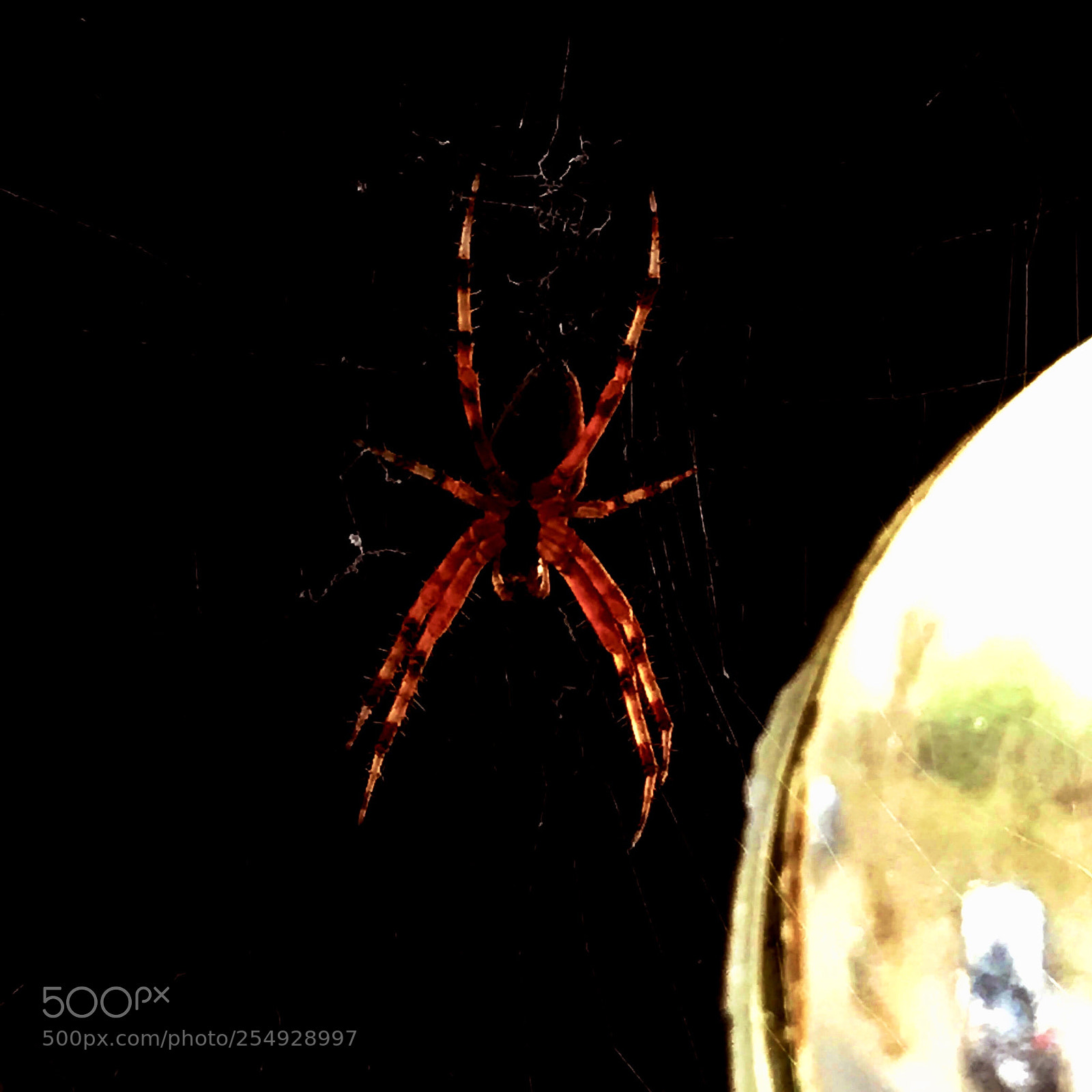 Apple iPhone 7 Plus sample photo. Spider photography