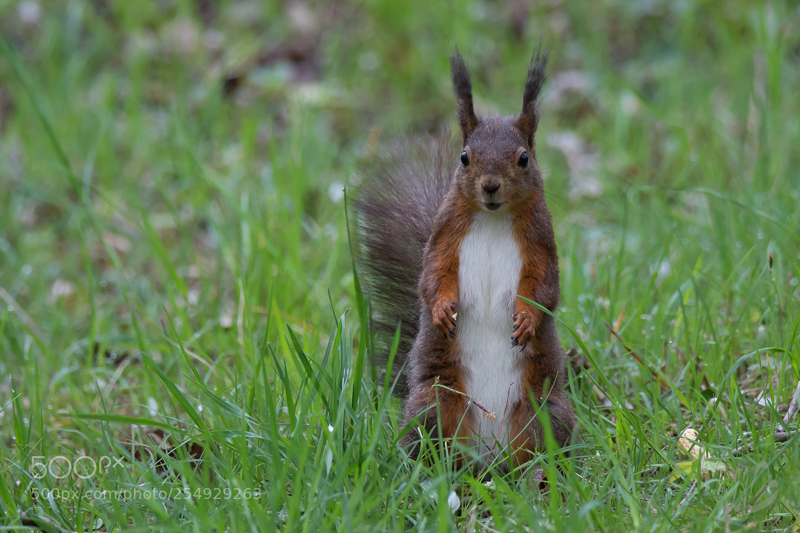 Canon EOS 7D Mark II sample photo. 430a8825_2.jpg photography