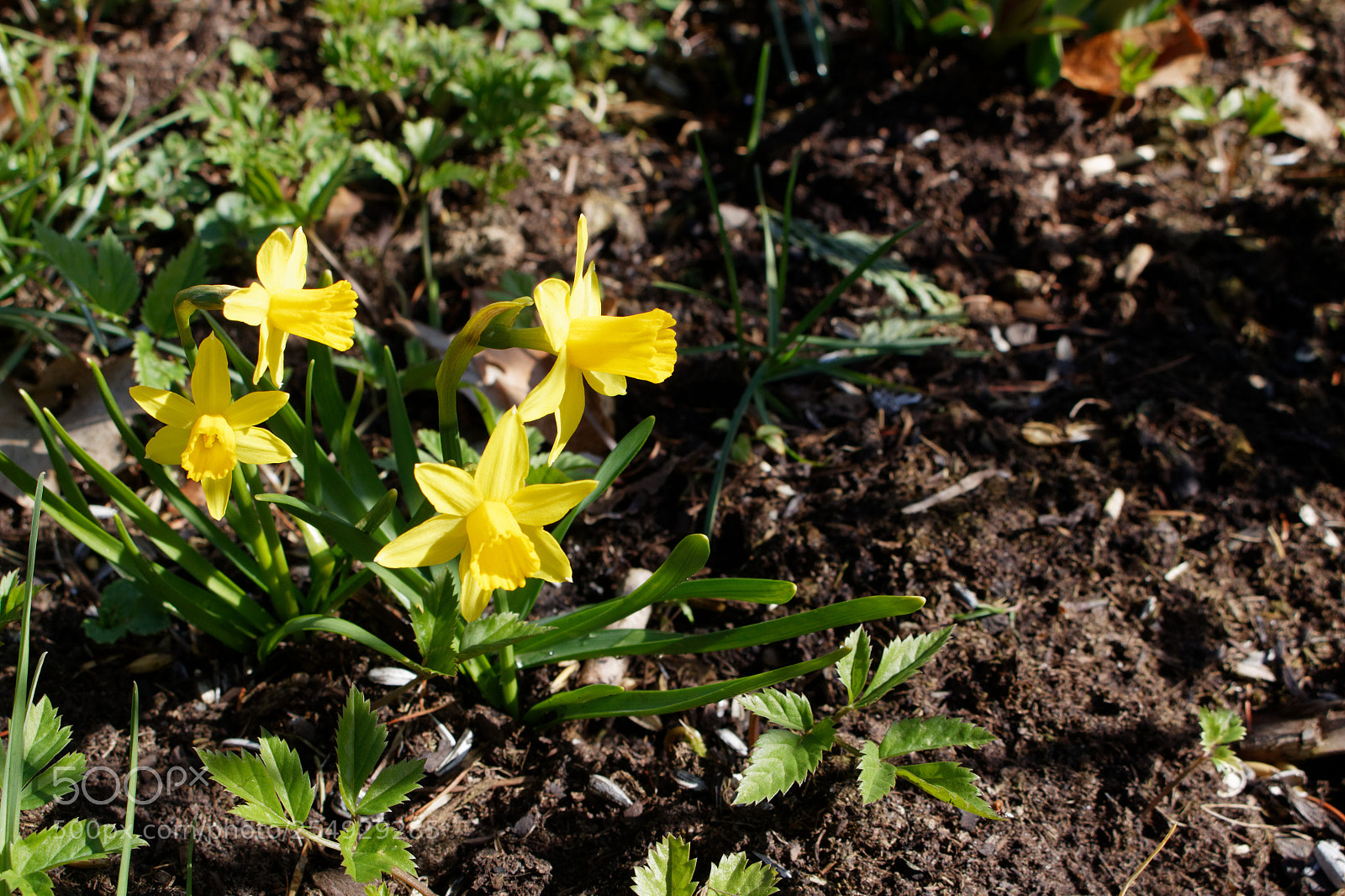 Canon EOS 700D (EOS Rebel T5i / EOS Kiss X7i) sample photo. Dxo photography