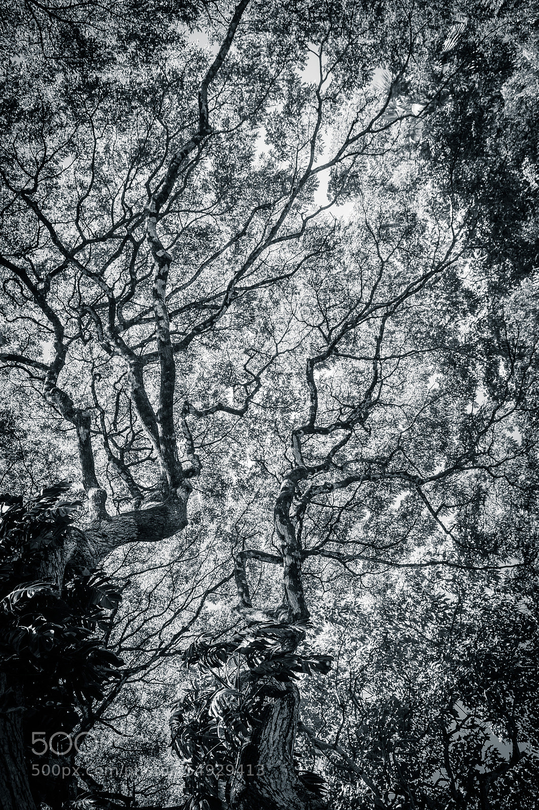 Fujifilm X-T1 sample photo. Veins of life photography