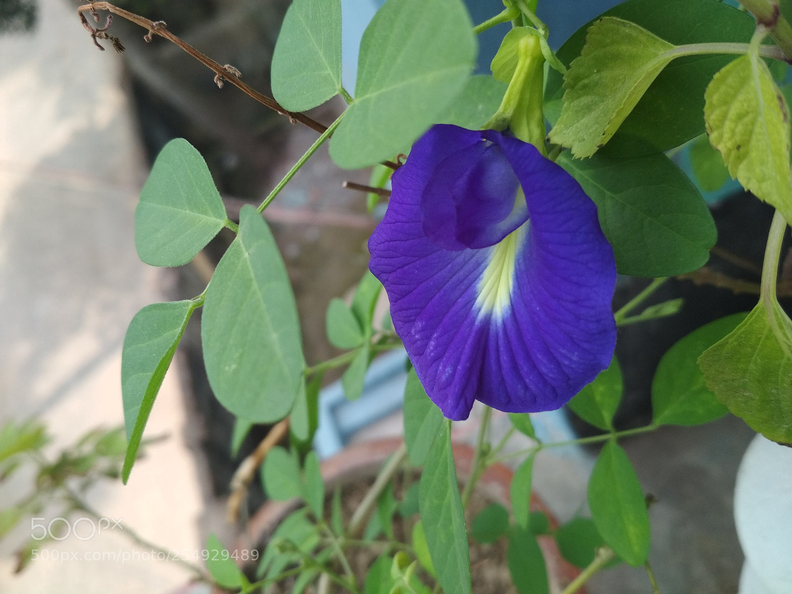 Xiaomi Redmi 4X sample photo. Untitled photography