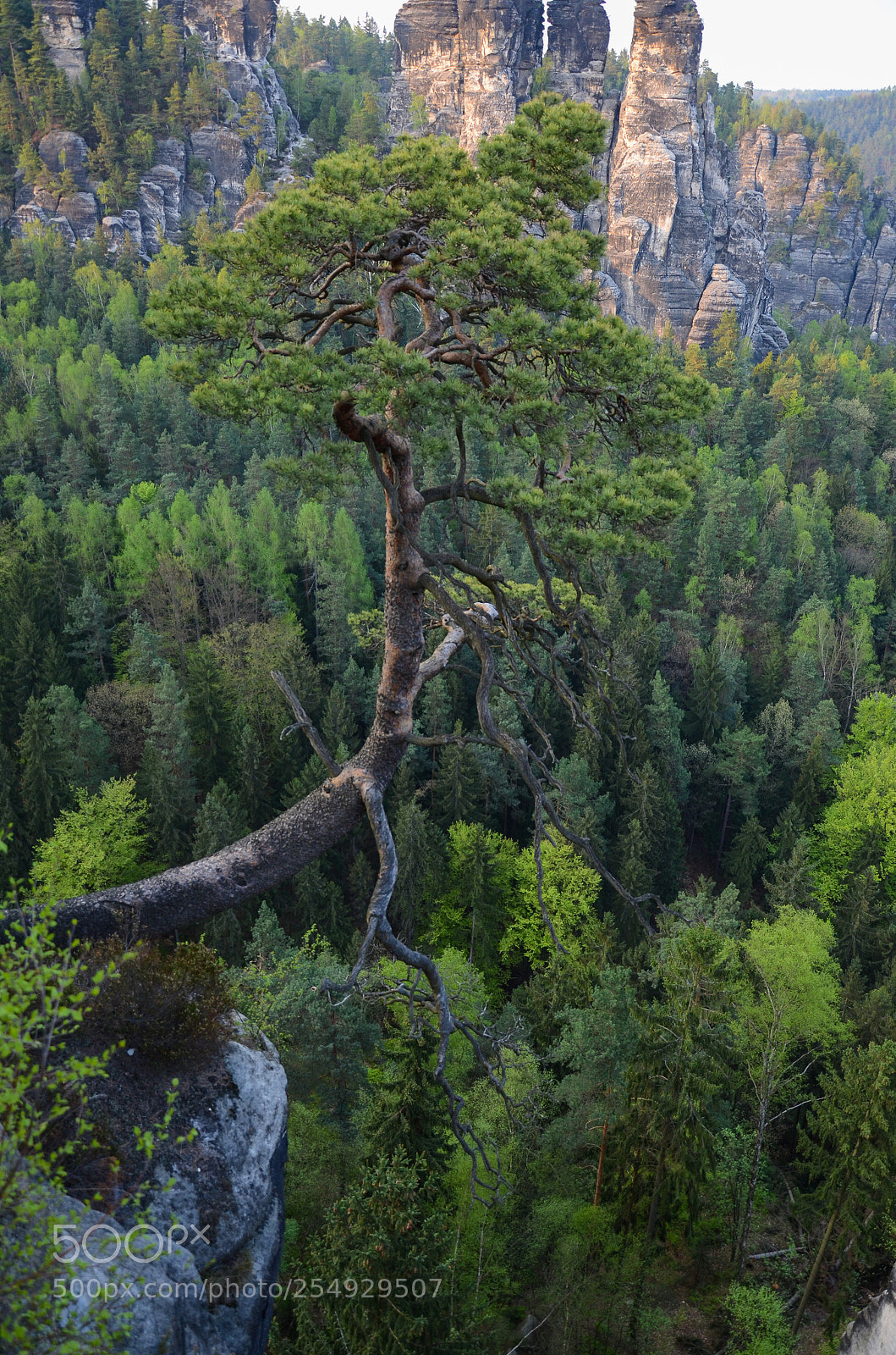 Nikon D7000 sample photo. Magic tree photography