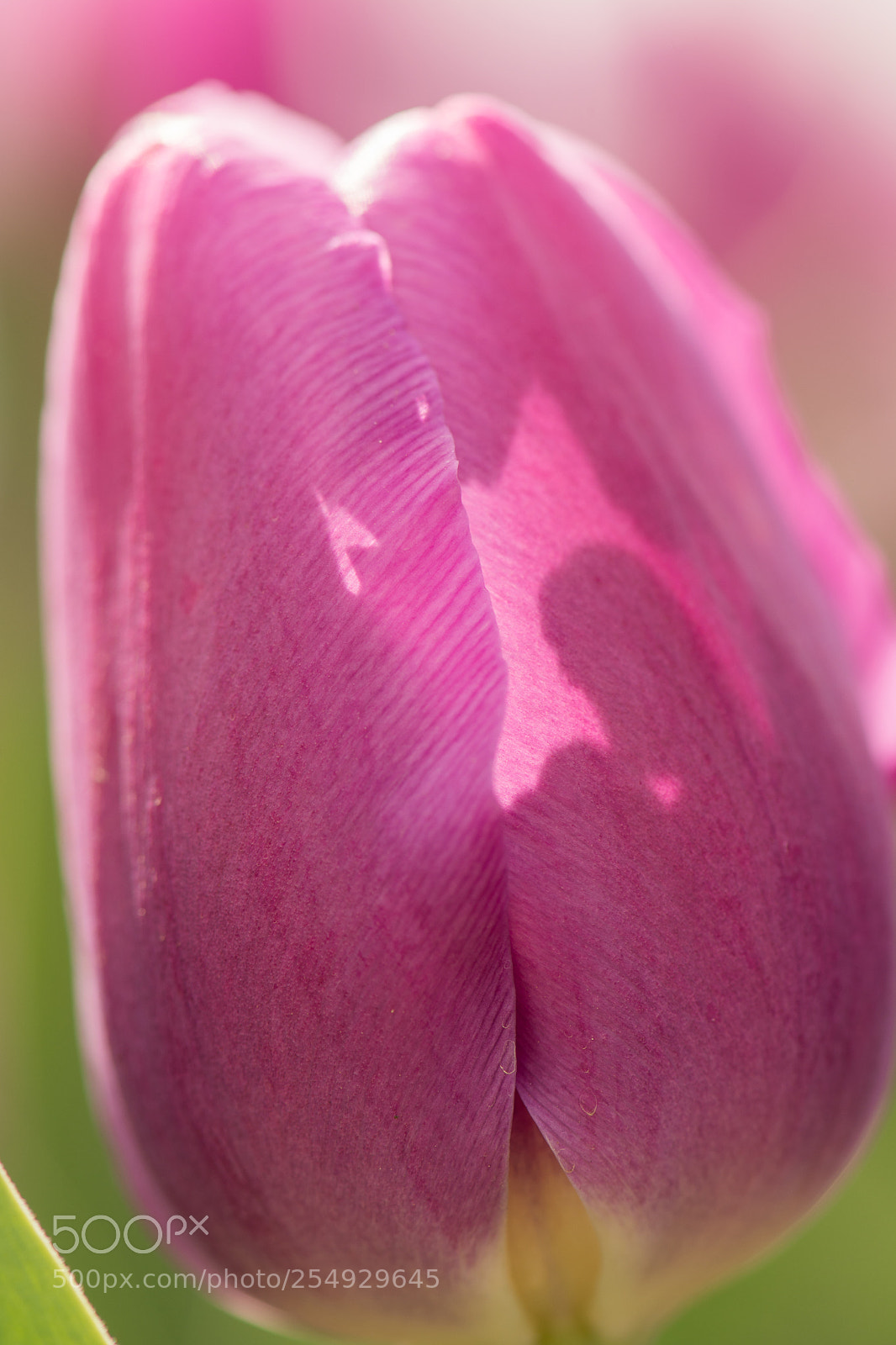 Nikon D7100 sample photo. Purple tulip photography