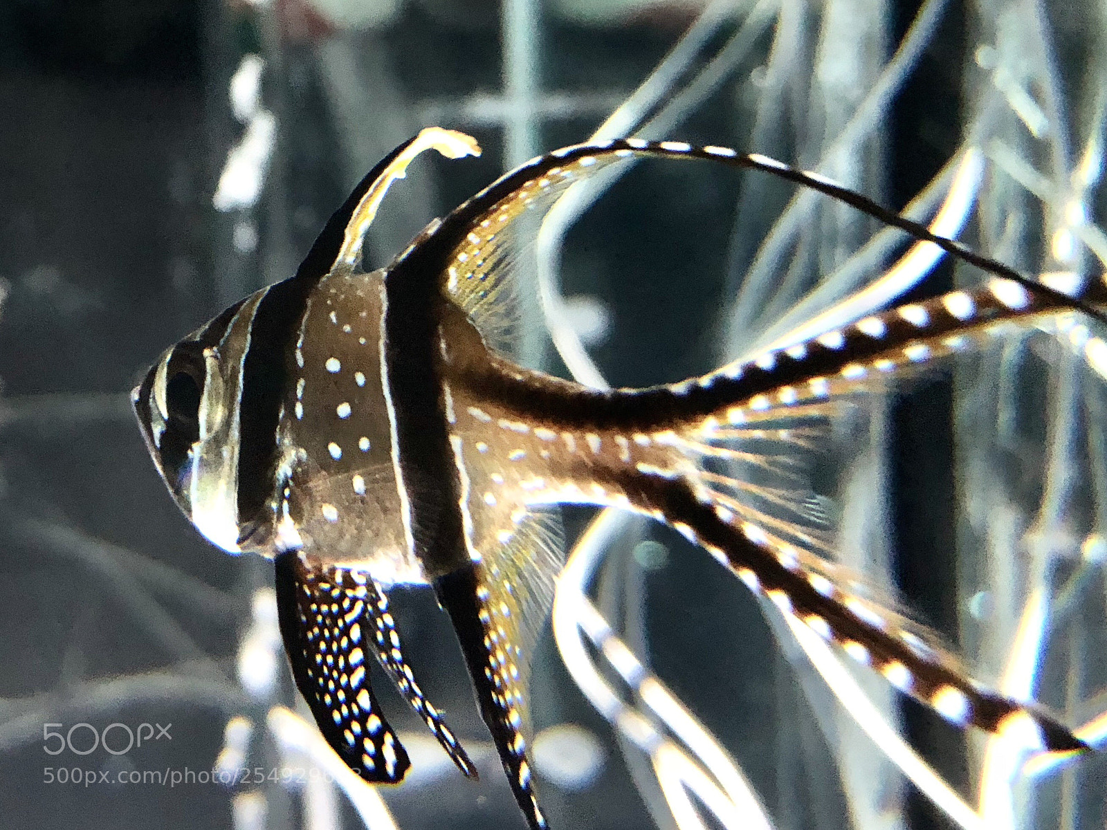 Apple iPhone 8 sample photo. Tropical fish photography