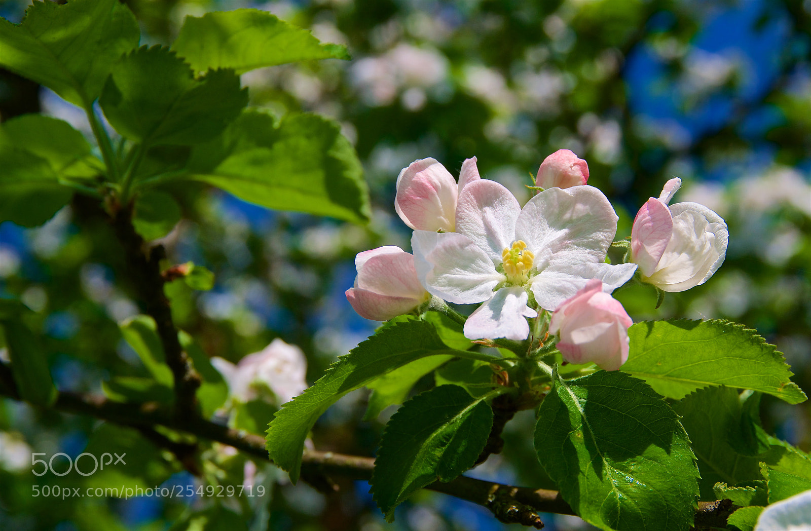 Pentax K-3 II sample photo. Apple blossom photography