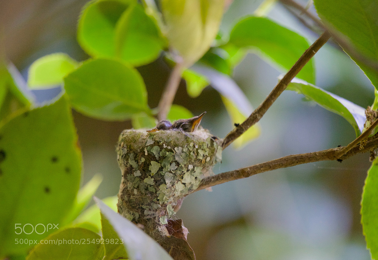 Sony a7 II sample photo. Hummers in nest photography