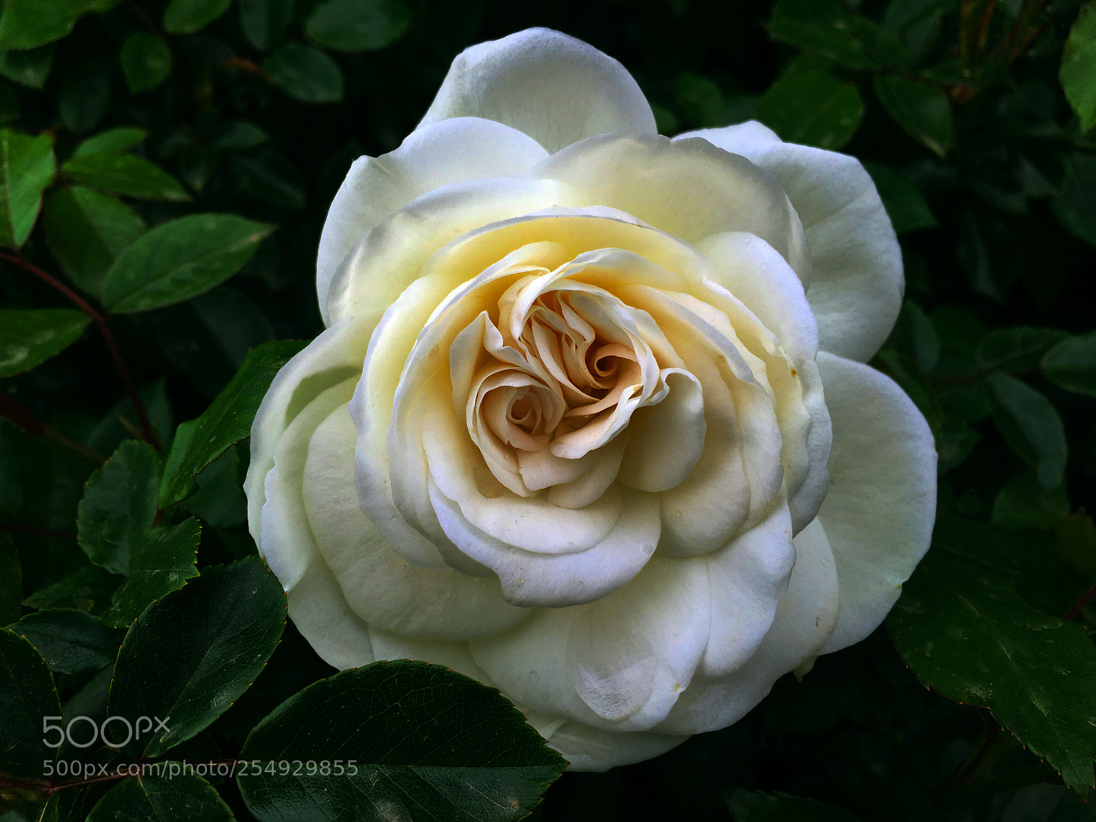 Apple iPhone 6s Plus sample photo. Rosa photography