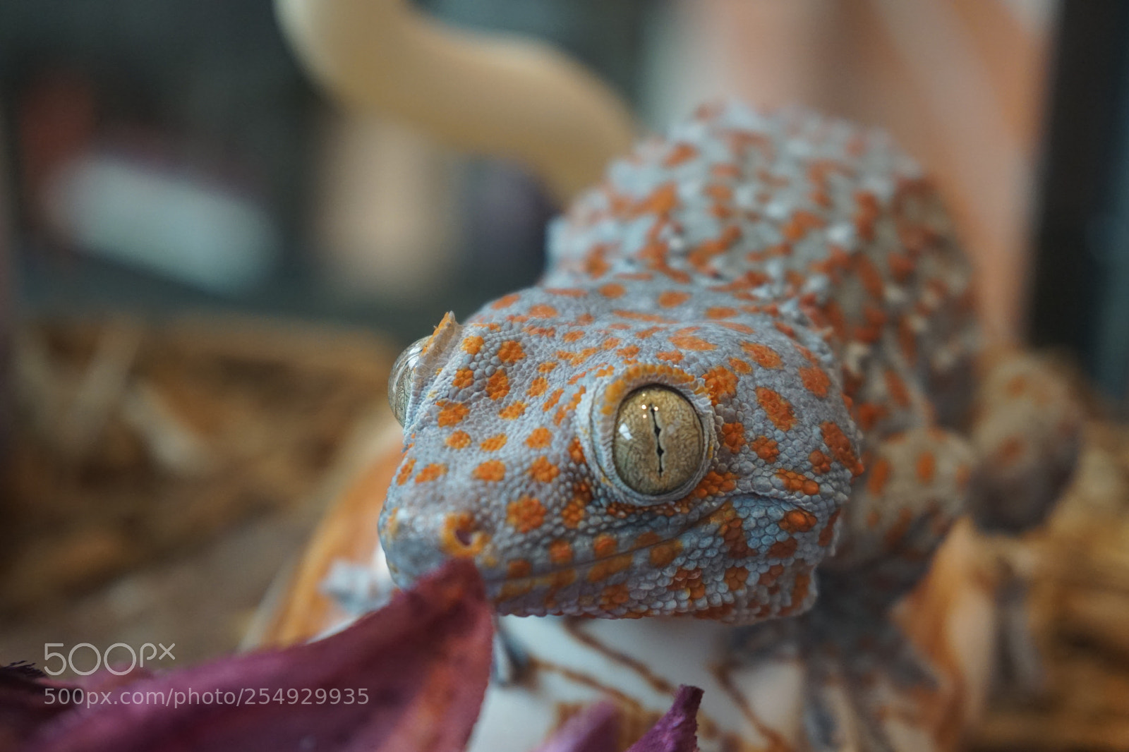 Sony a6000 sample photo. Tokay gecko photography