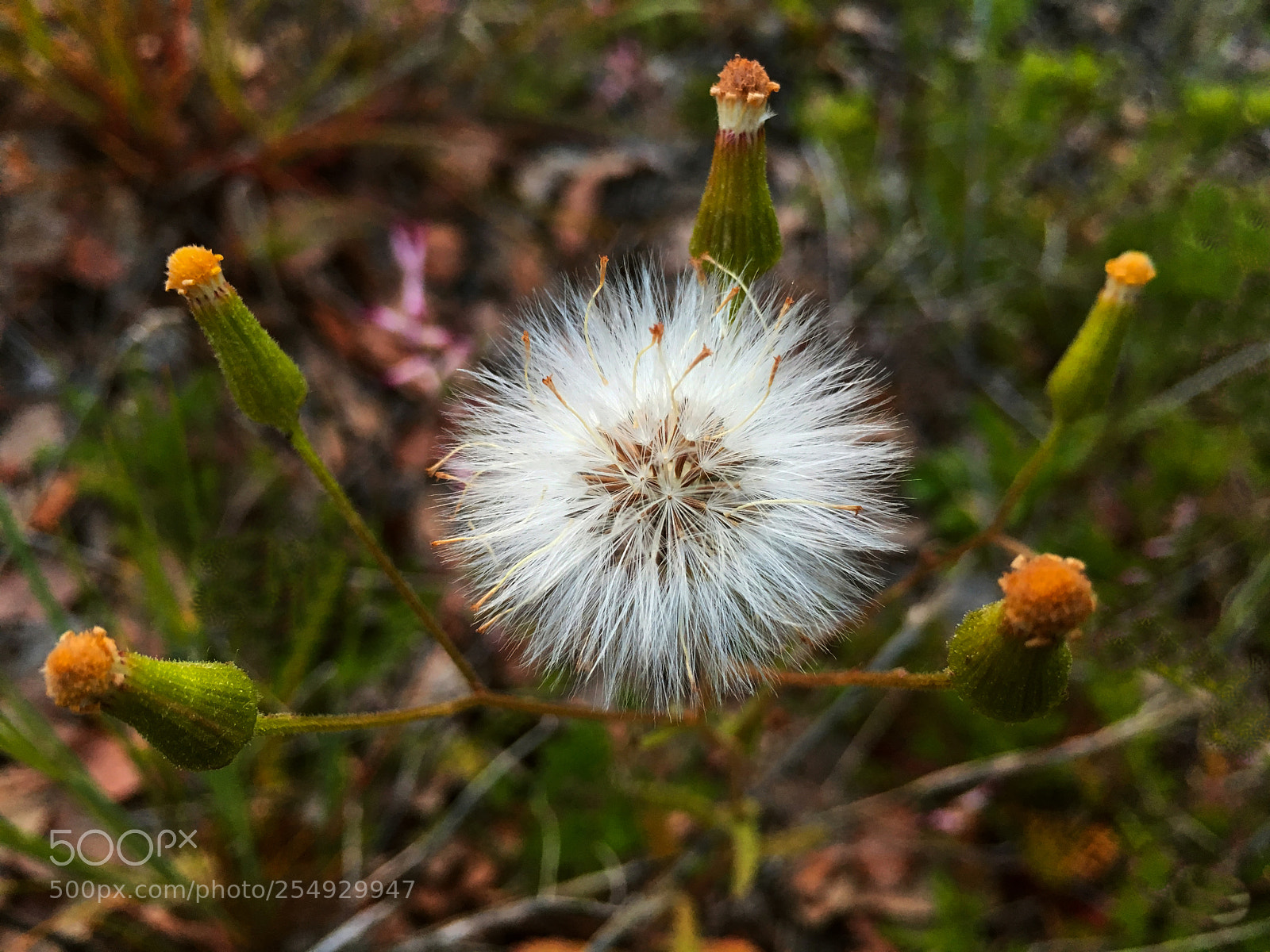 Apple iPhone 6s Plus sample photo. Soplillo.taraxacum officinale photography