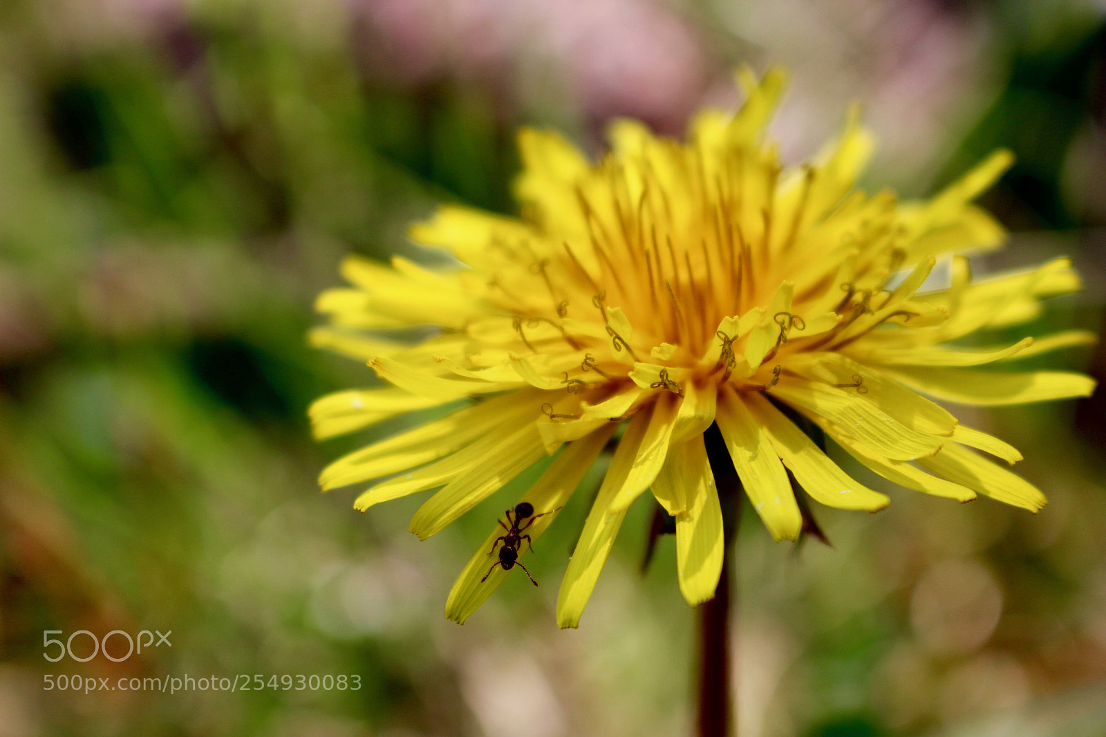 Canon EOS 100D (EOS Rebel SL1 / EOS Kiss X7) sample photo. Ant on a dandelion photography