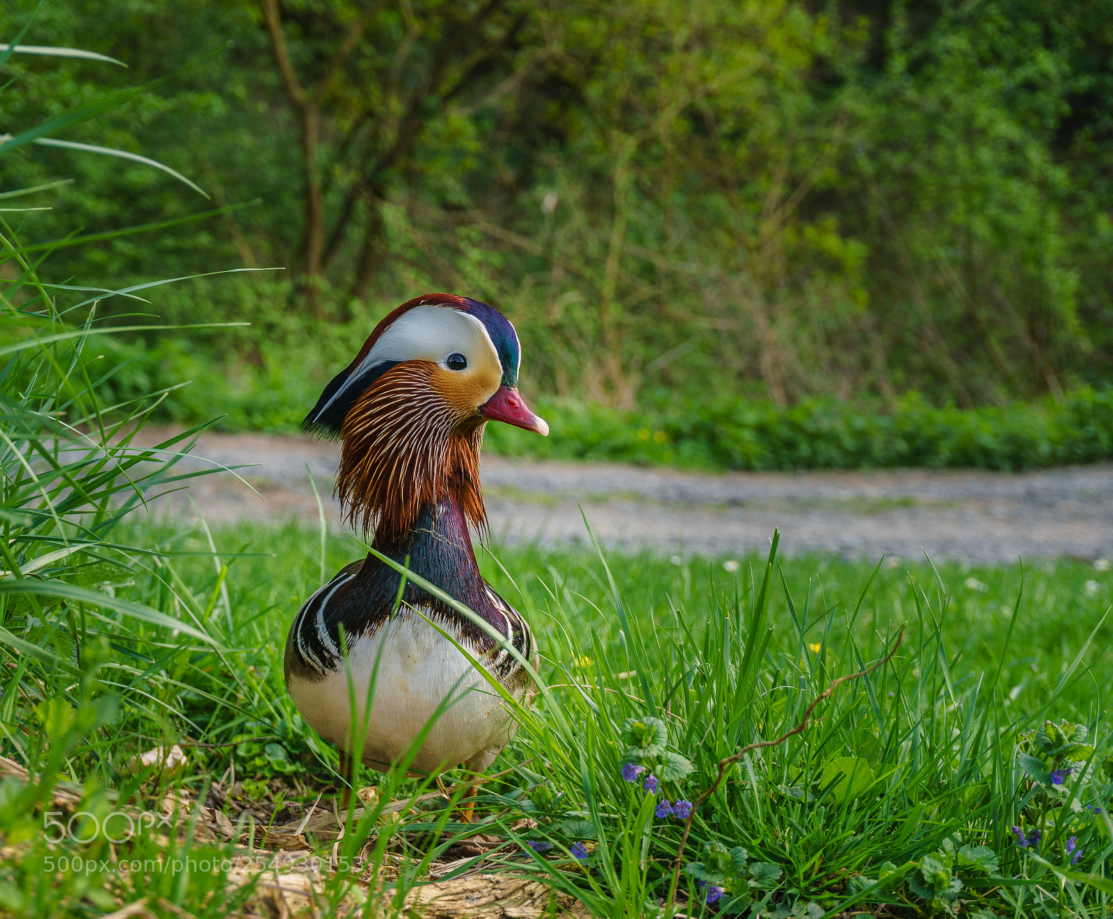 Sony a6000 sample photo. I am in love photography