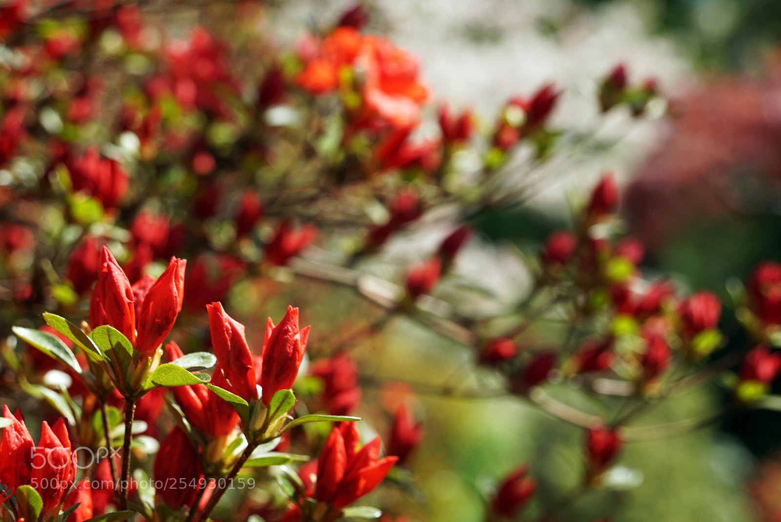 Sony a6000 sample photo. Searching light photography