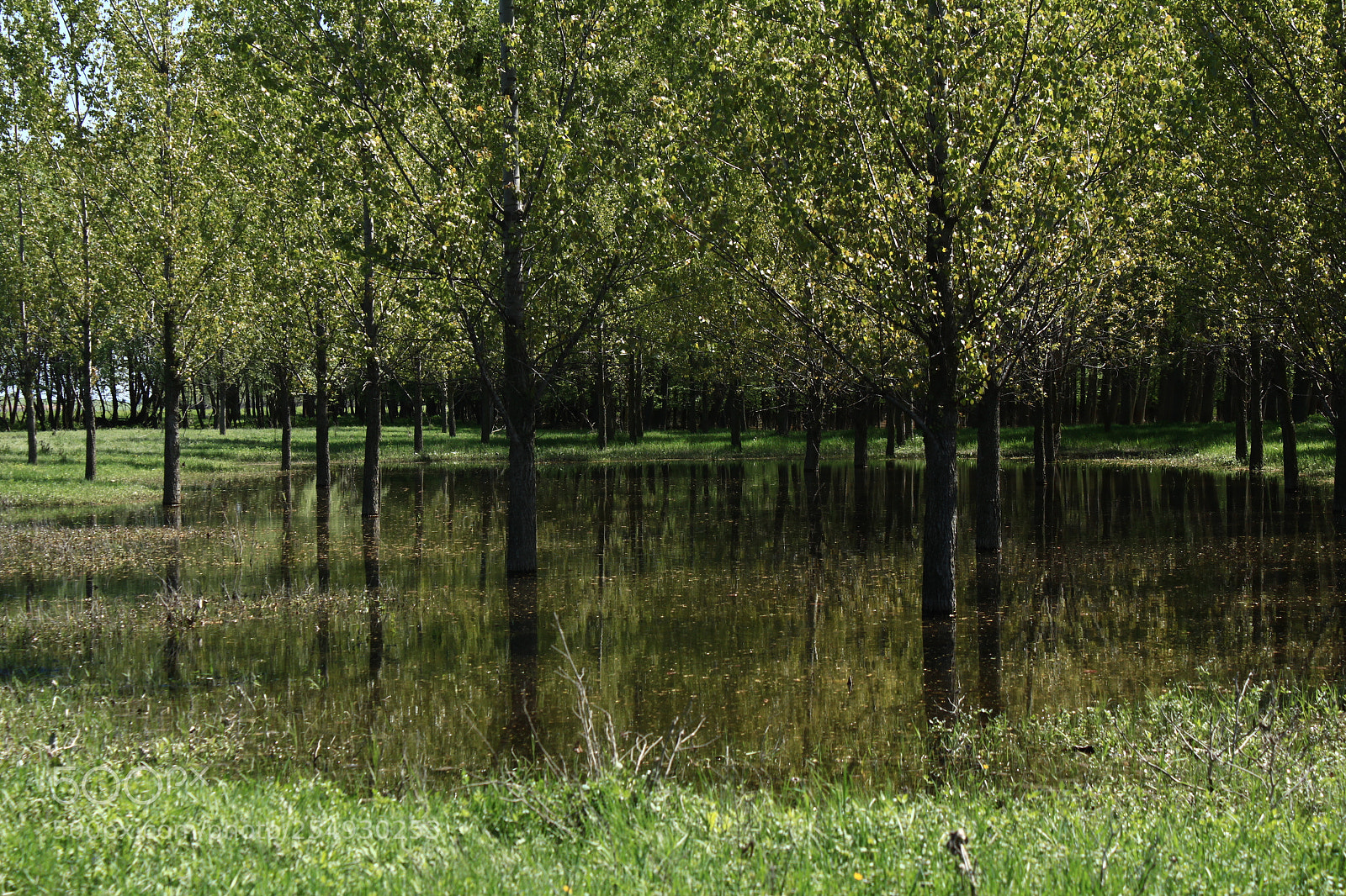 Canon EOS 1300D (EOS Rebel T6 / EOS Kiss X80) sample photo. Forest and flood photography