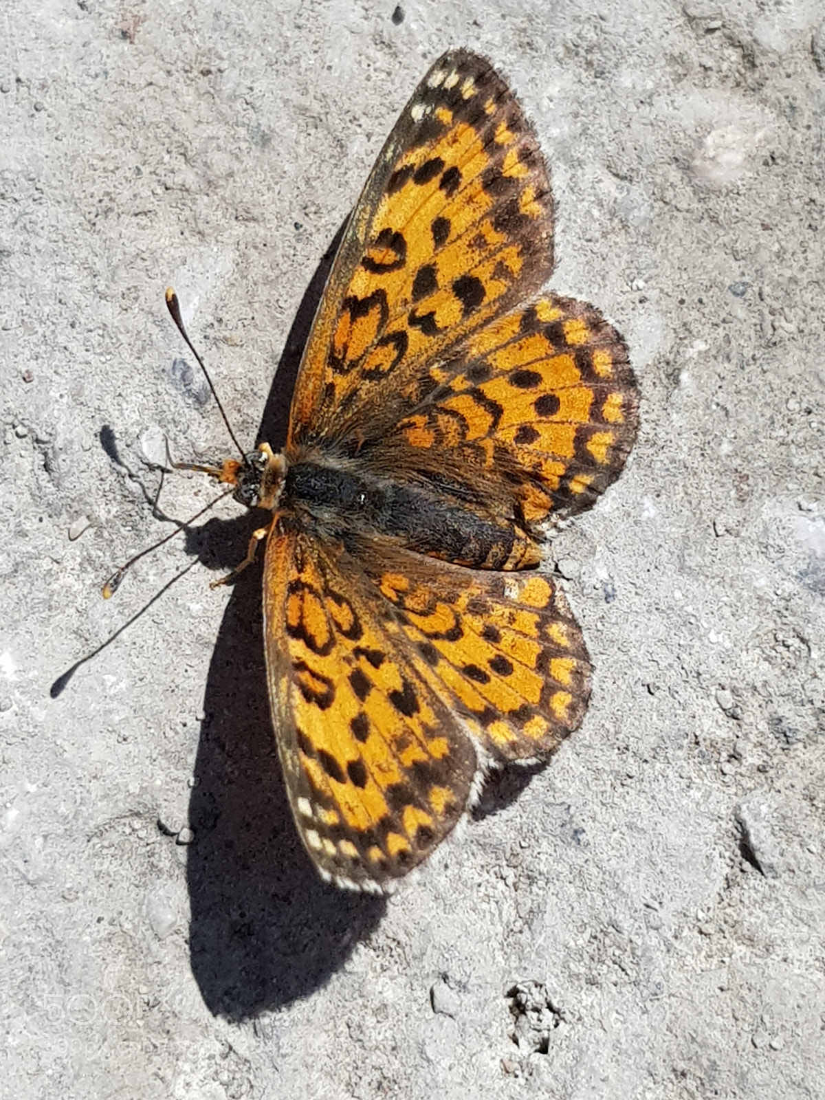 Samsung Galaxy S8 sample photo. Butterfly in turkey. photography
