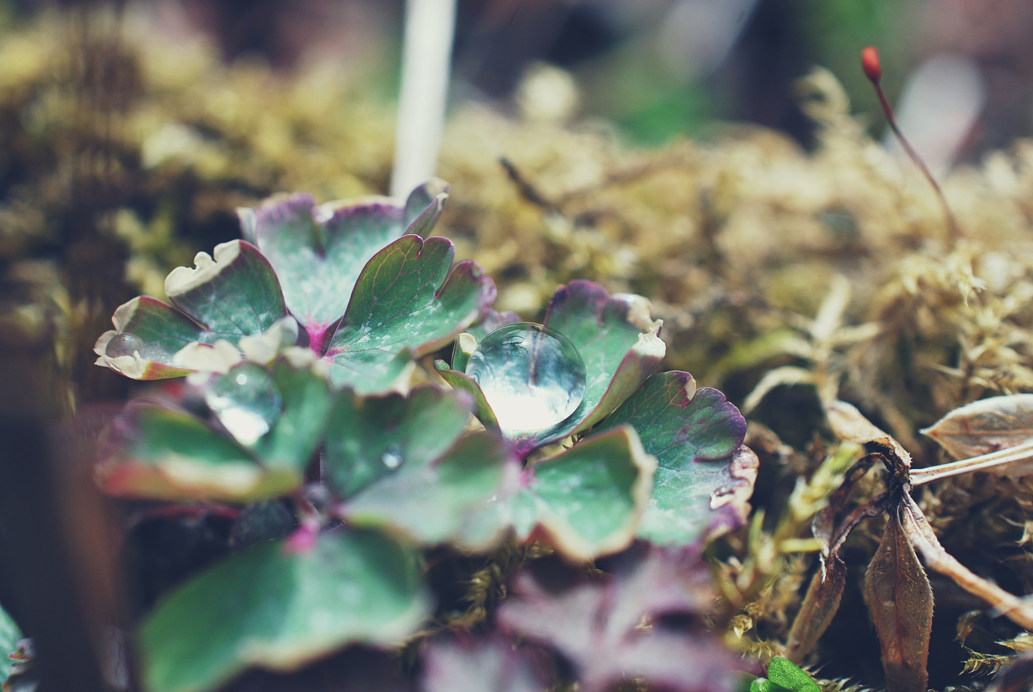Nikon AF-S DX Micro Nikkor 40mm F2.8 sample photo. Nature is beautiful photography