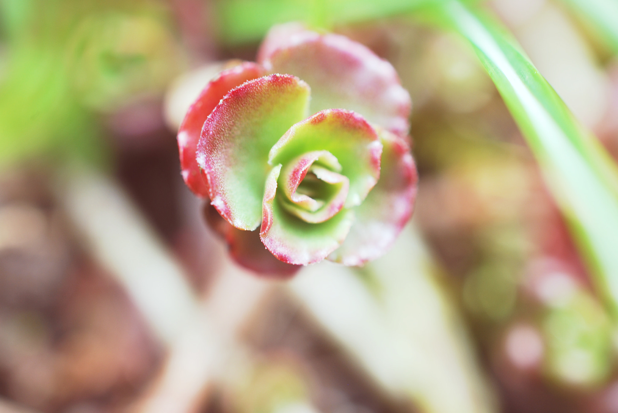 Nikon AF-S DX Micro Nikkor 40mm F2.8 sample photo. Nature is beautiful photography