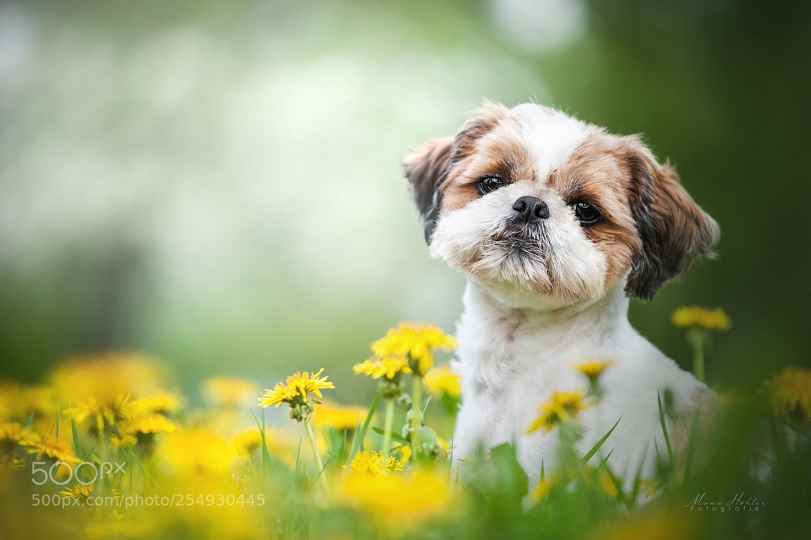 Nikon D3 sample photo. Little leo photography