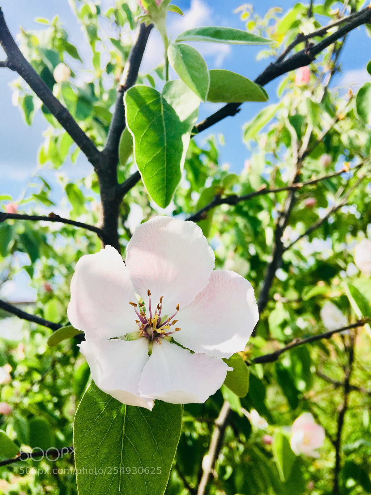 Apple iPhone 6s Plus sample photo. Untitled photography