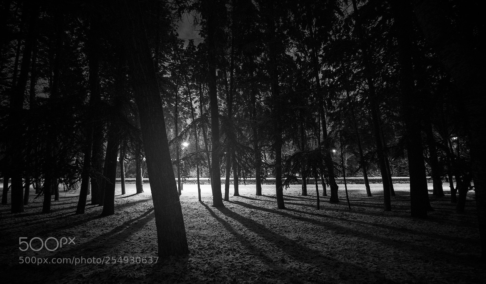 Nikon D810 sample photo. Mistic forest photography