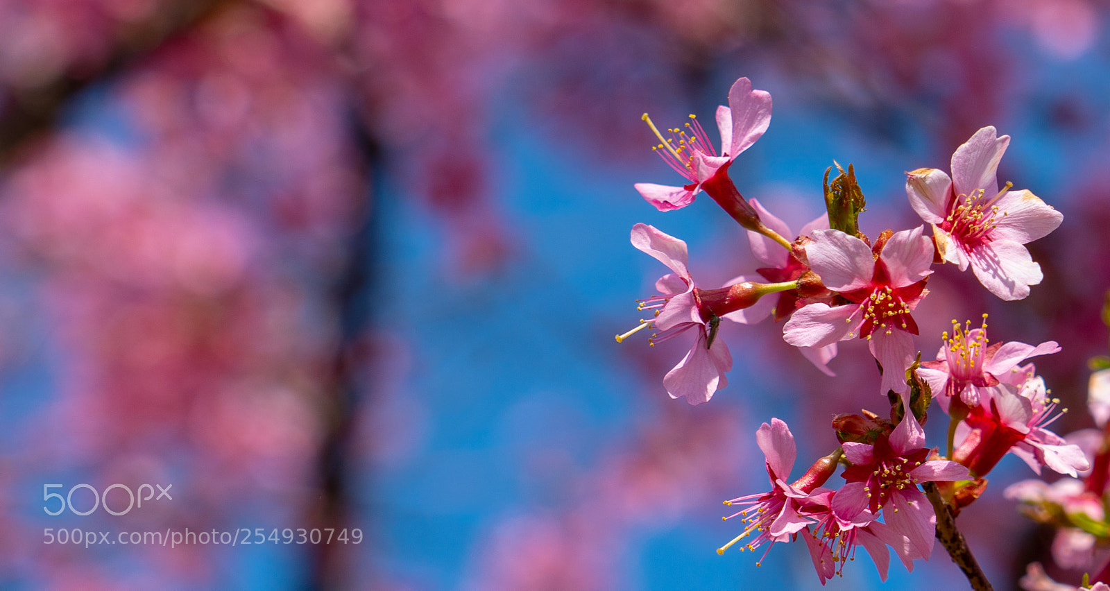 Sony a7R III sample photo. Flowers blooming in spring photography