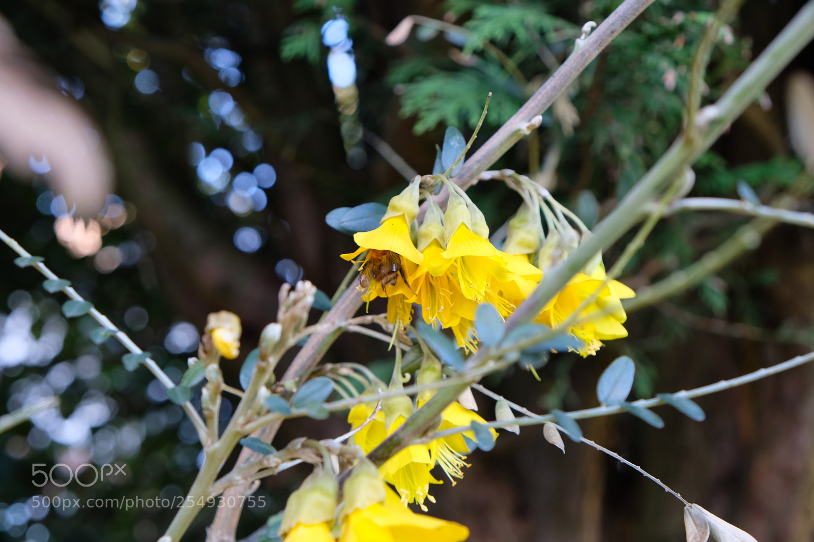 Fujifilm X-E3 sample photo. It's a bee photography