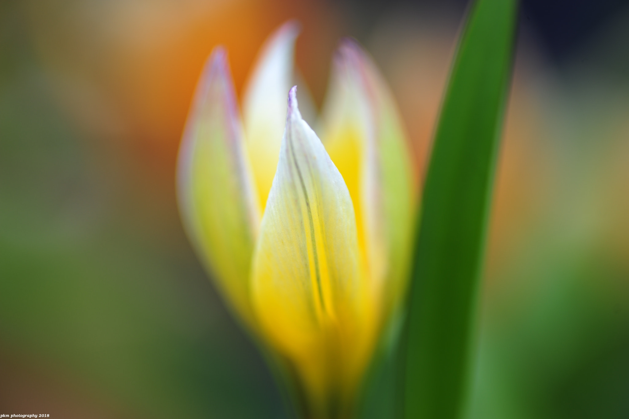 Nikon D700 sample photo. Lemon tulip photography