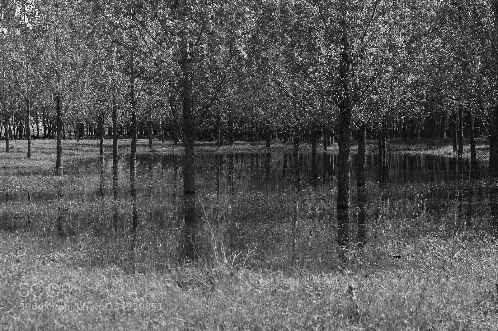 Canon EOS 1300D (EOS Rebel T6 / EOS Kiss X80) sample photo. Forest photography